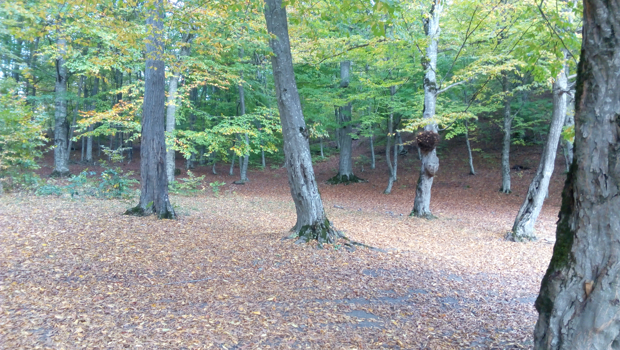 Lenovo P70-A sample photo