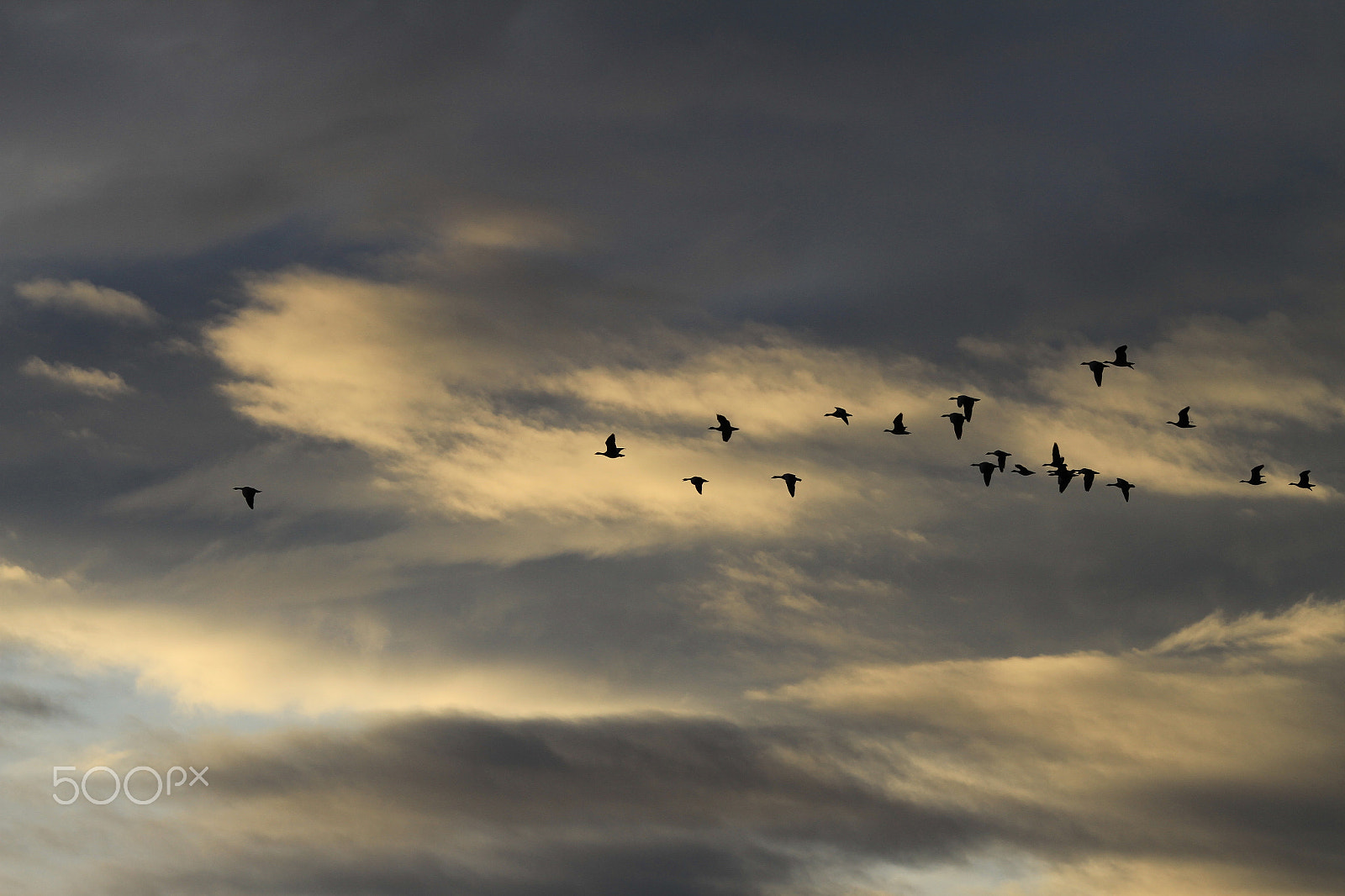 Canon EOS 7D + Canon EF 135mm F2L USM sample photo. Birds in the air photography