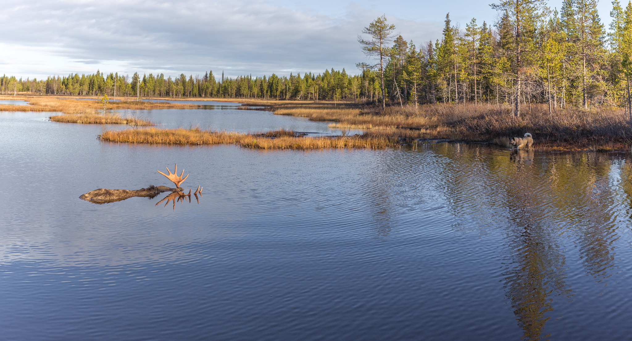 Canon EOS 6D + Canon EF 16-35mm F4L IS USM sample photo. Moose hunting in finland photography