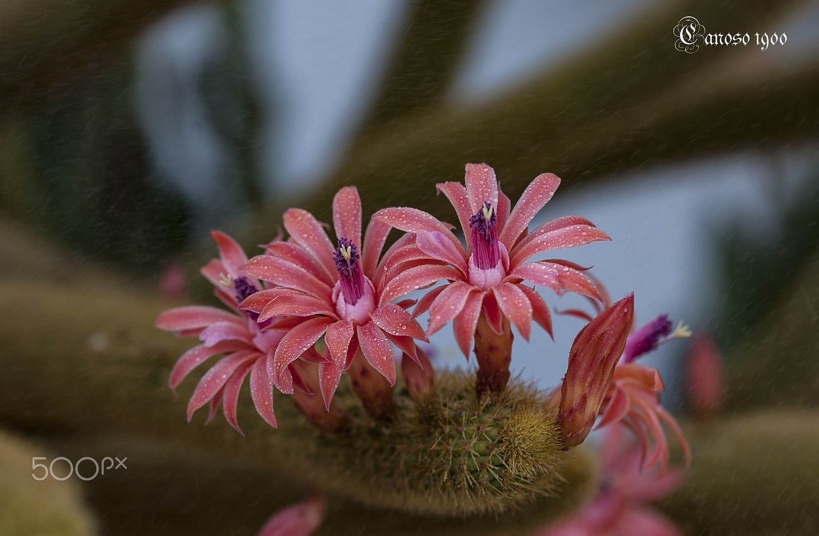 Sigma 150mm F2.8 EX DG OS Macro HSM sample photo. Gotas photography