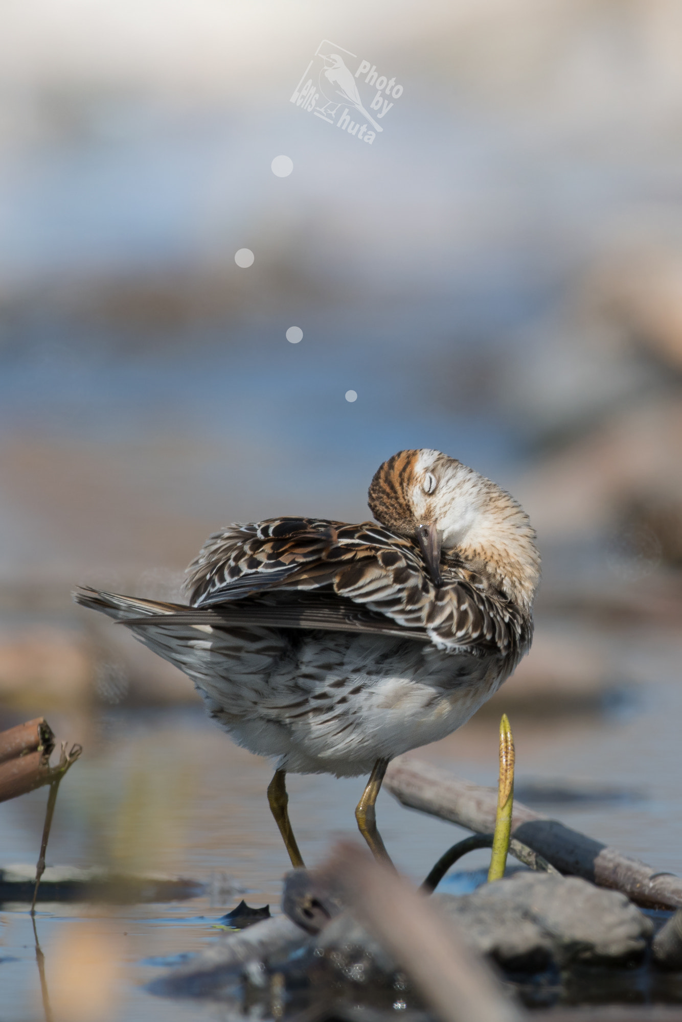 Nikon AF-S Nikkor 800mm F5.6E FL ED VR sample photo. During a break photography