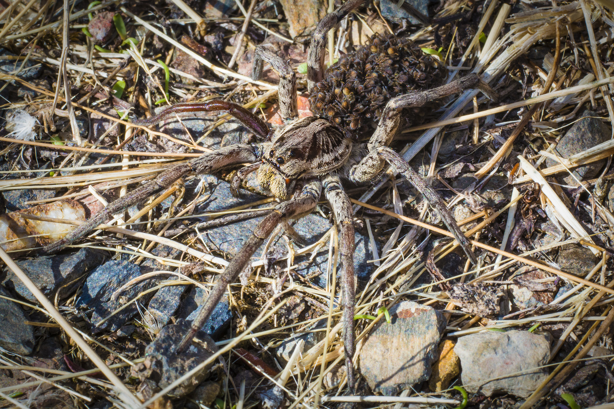 Canon EOS 70D + Canon EF 135mm F2L USM sample photo. Baby spiders on back photography