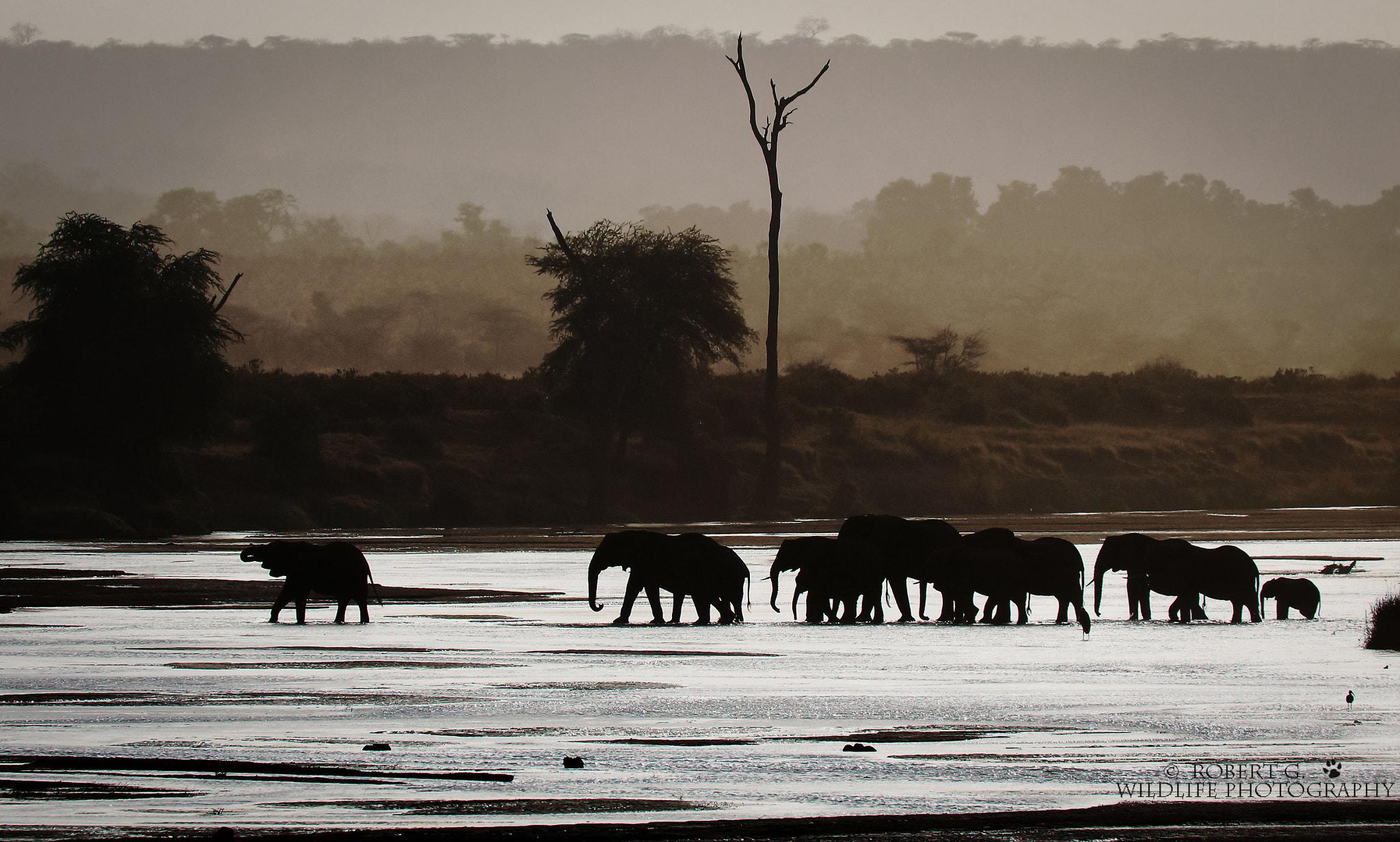 Sony SLT-A77 + Tamron SP 150-600mm F5-6.3 Di VC USD sample photo. Elephant in samburu 2016 photography