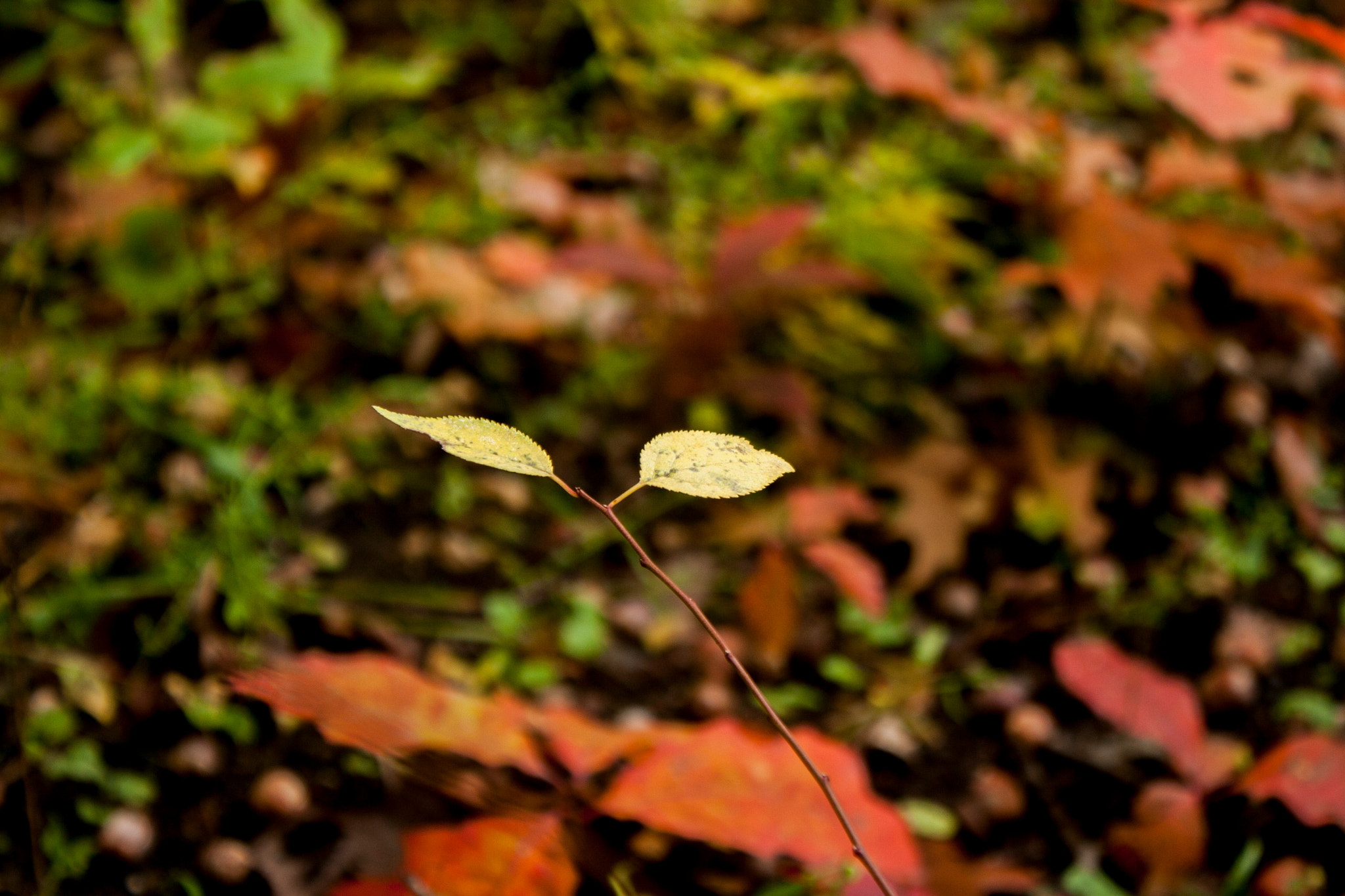Canon EOS 30D sample photo. Img photography