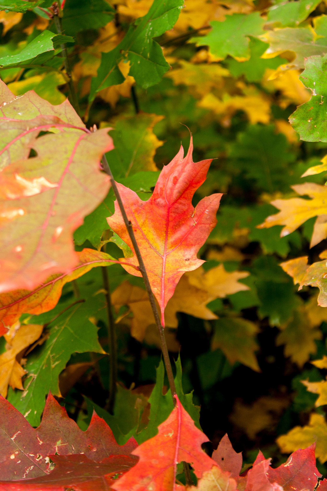 Canon EOS 30D sample photo. Img photography