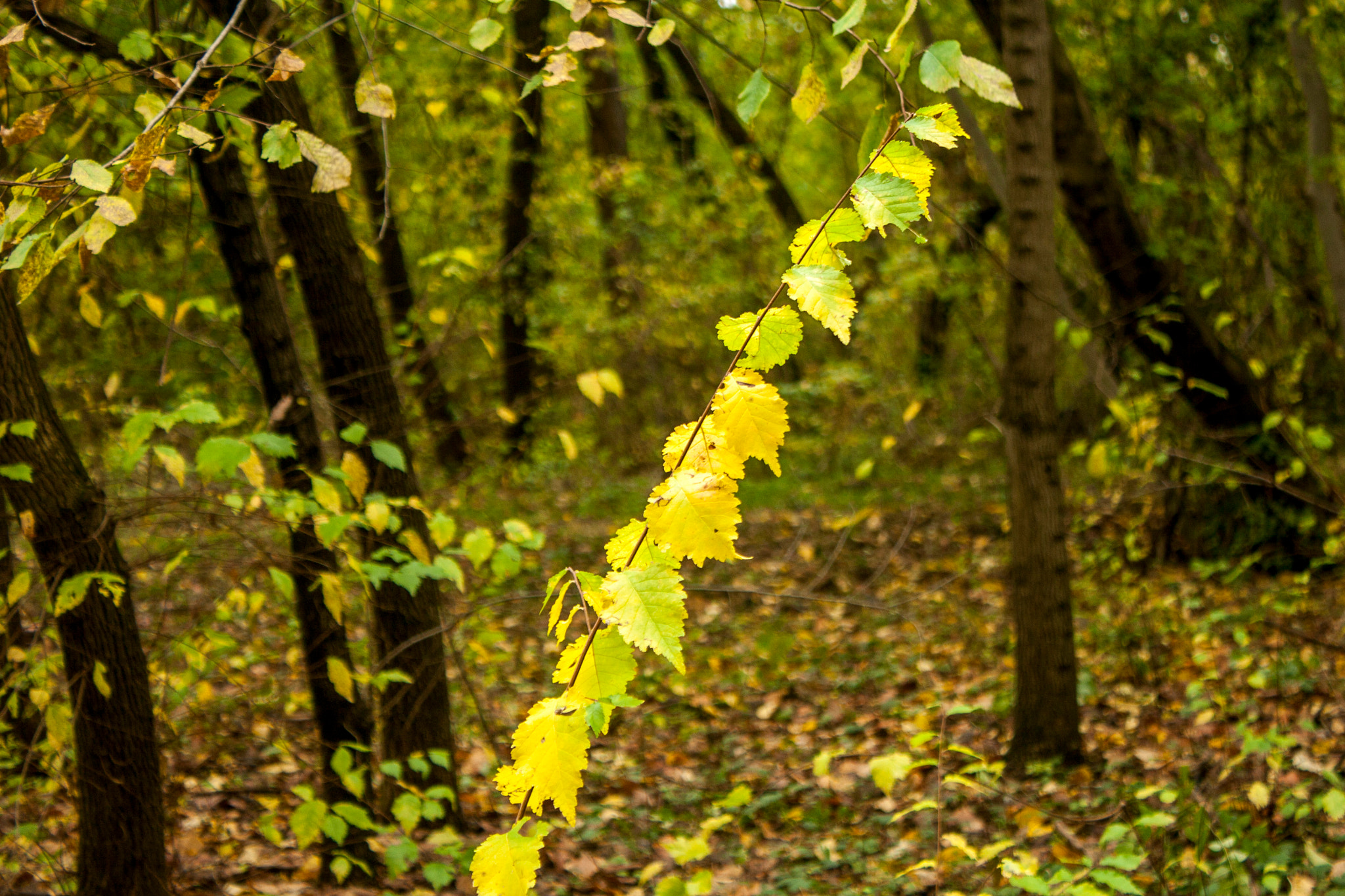 Canon EOS 30D sample photo. Img photography