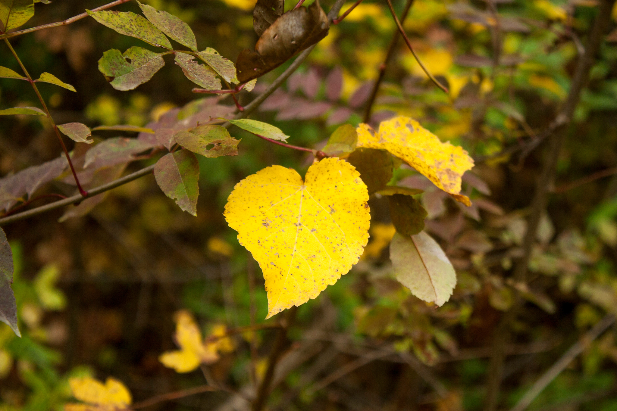 Canon EOS 30D sample photo. Img photography