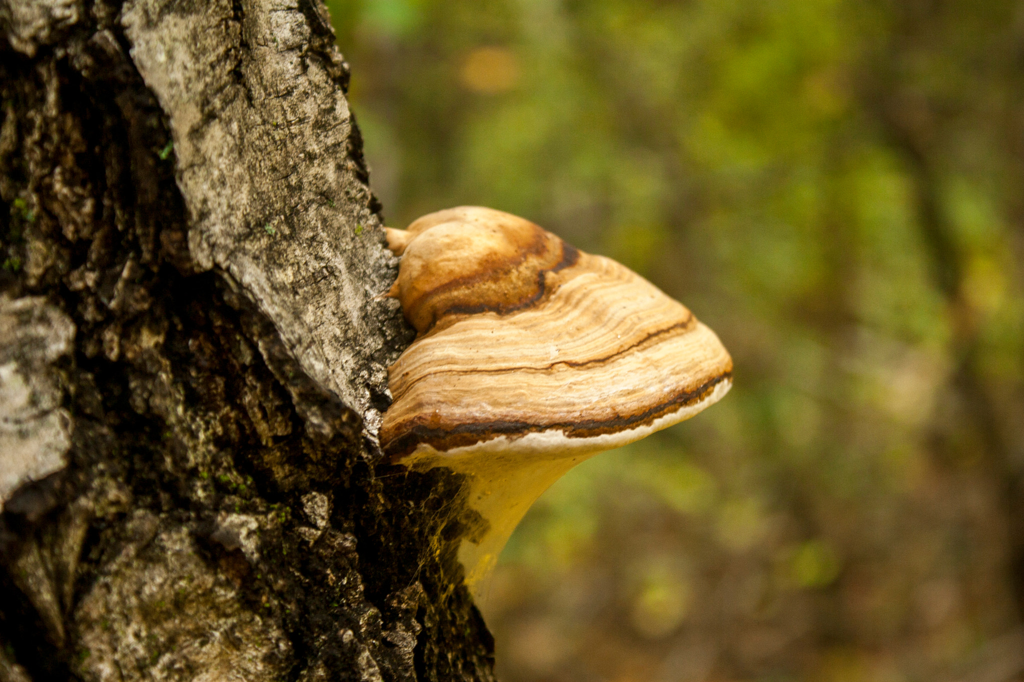 Canon EOS 30D sample photo. Img photography