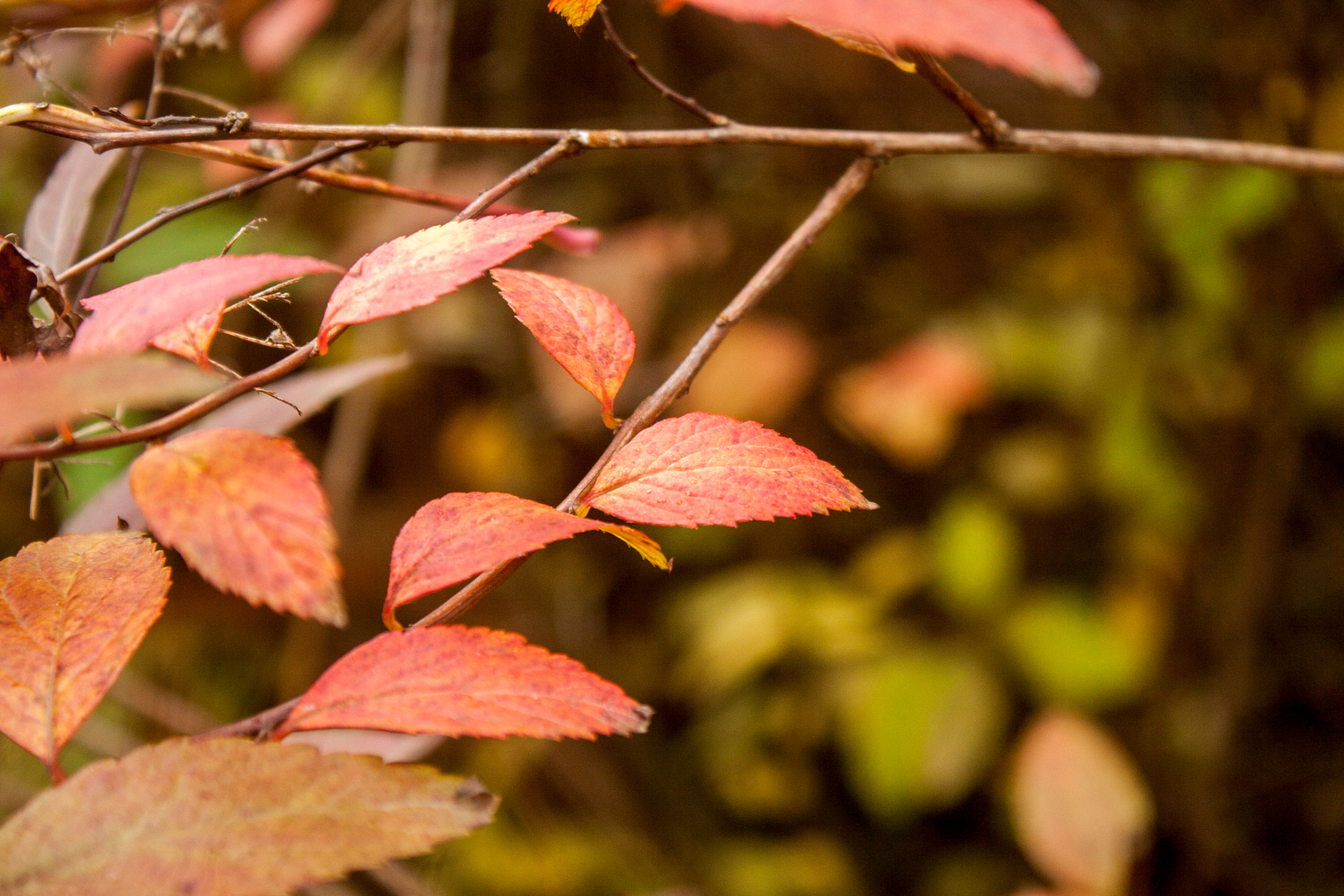 Canon EOS 30D sample photo. Img photography