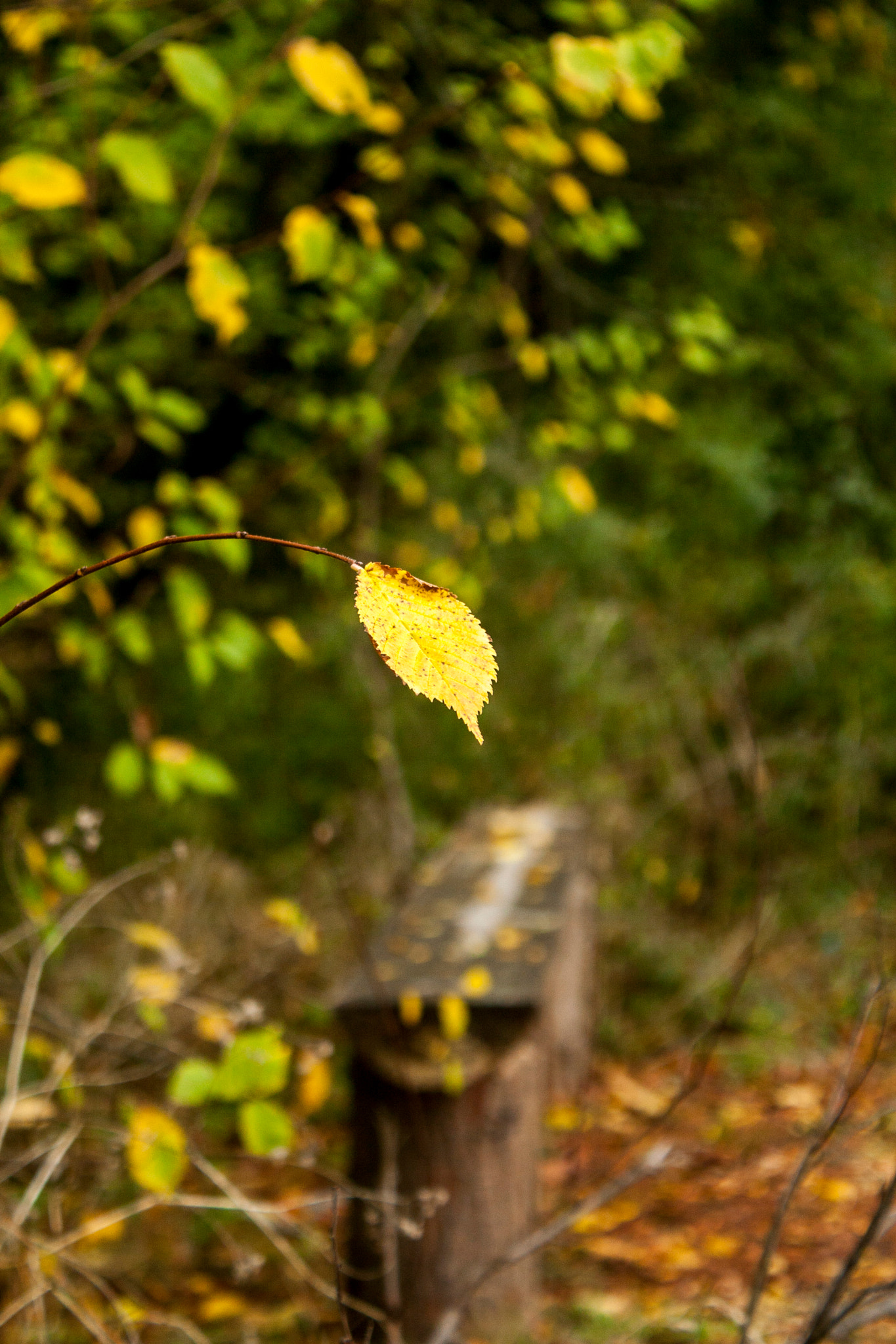 Canon EOS 30D sample photo. Img photography