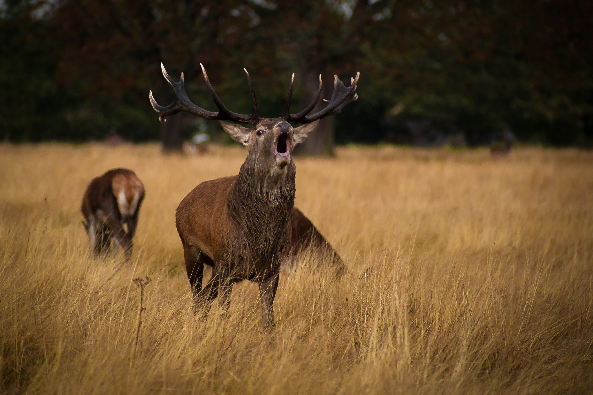 Canon EOS 6D + Canon EF 70-210mm f/3.5-4.5 USM sample photo. Morning call photography