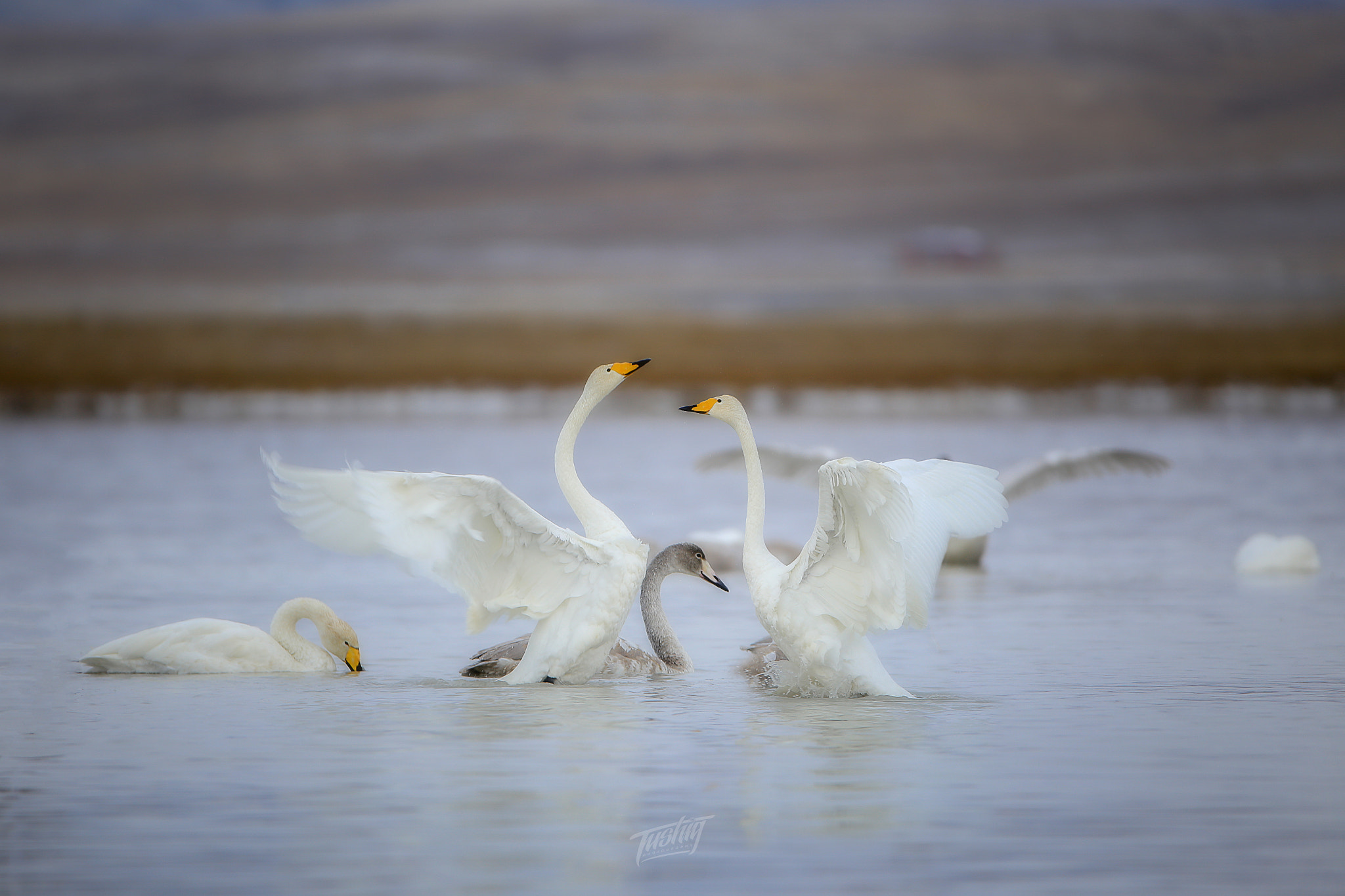 Canon EF 200-400mm F4L IS USM Extender 1.4x sample photo. Swan photography