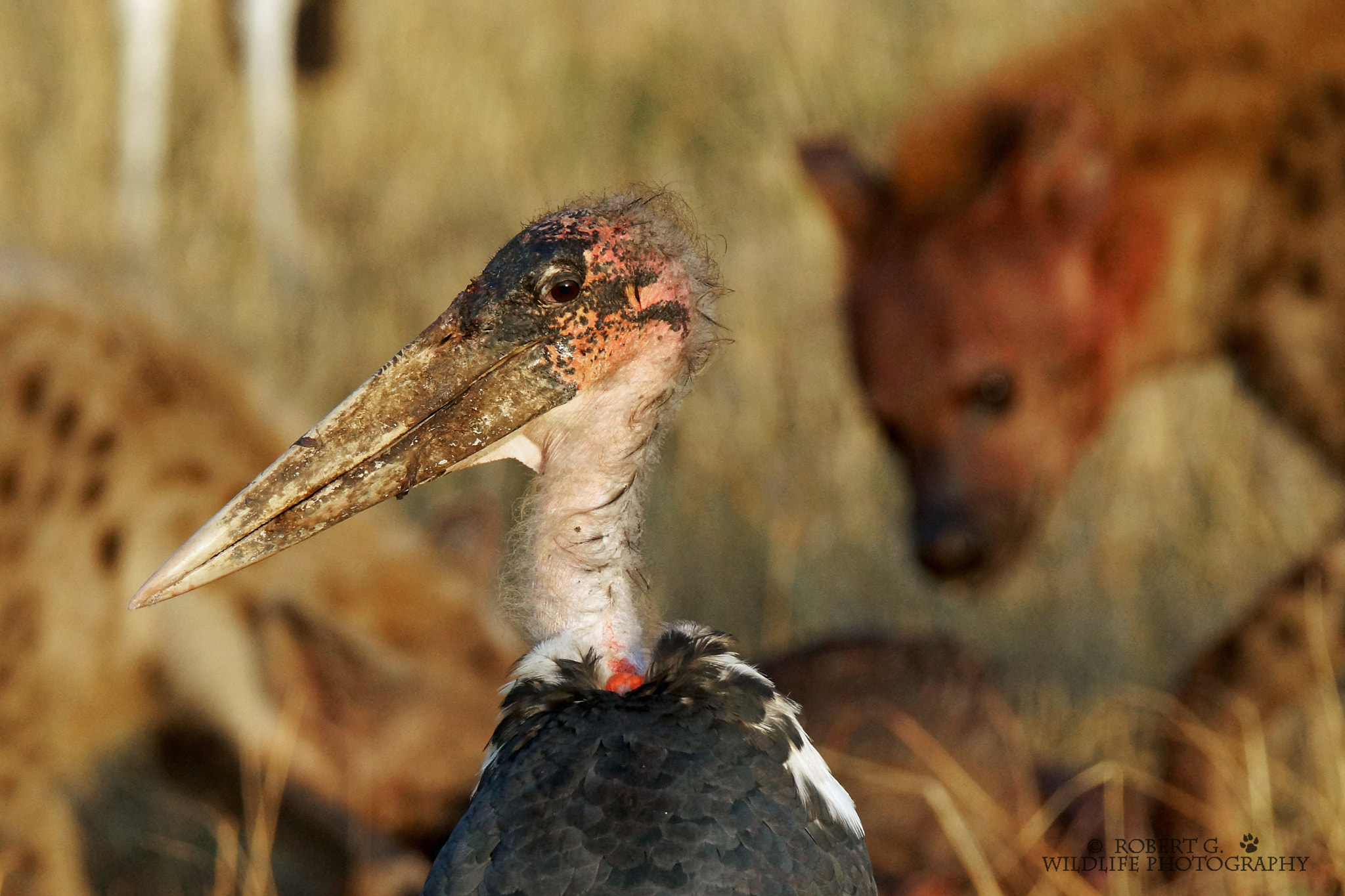 Sony SLT-A77 + Tamron SP 150-600mm F5-6.3 Di VC USD sample photo. Marabu portrait  masai mara 2016 photography