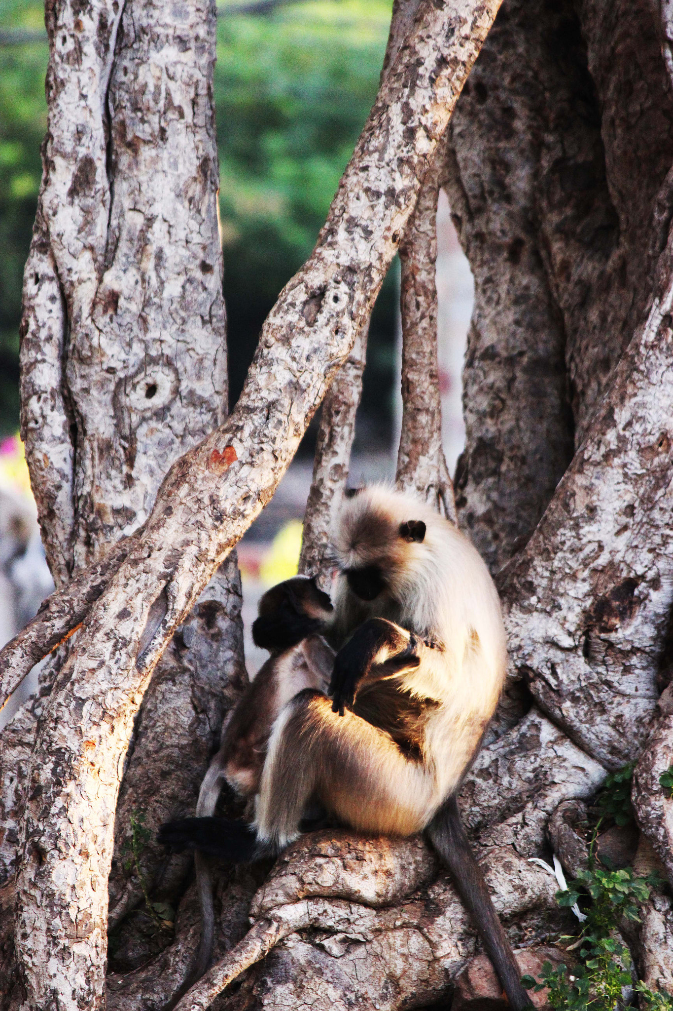 Canon EOS 600D (Rebel EOS T3i / EOS Kiss X5) sample photo. Love of mother!!! photography