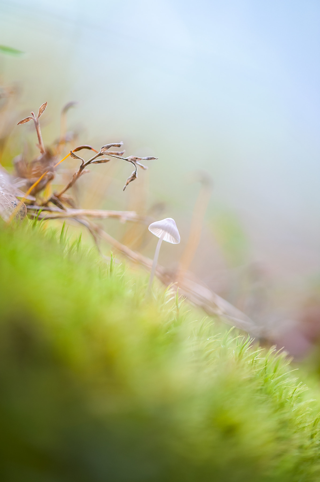 Sigma 105mm F2.8 EX DG OS HSM sample photo. Little blanc photography