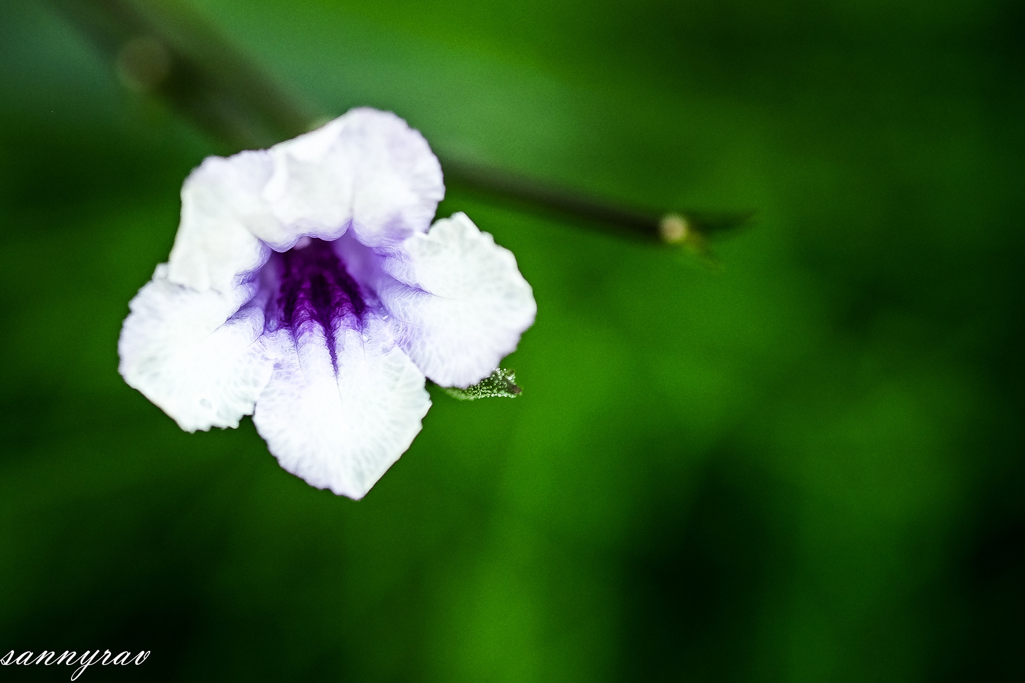 Fujifilm X-T10 + Fujifilm XF 60mm F2.4 R Macro sample photo. White and violet photography