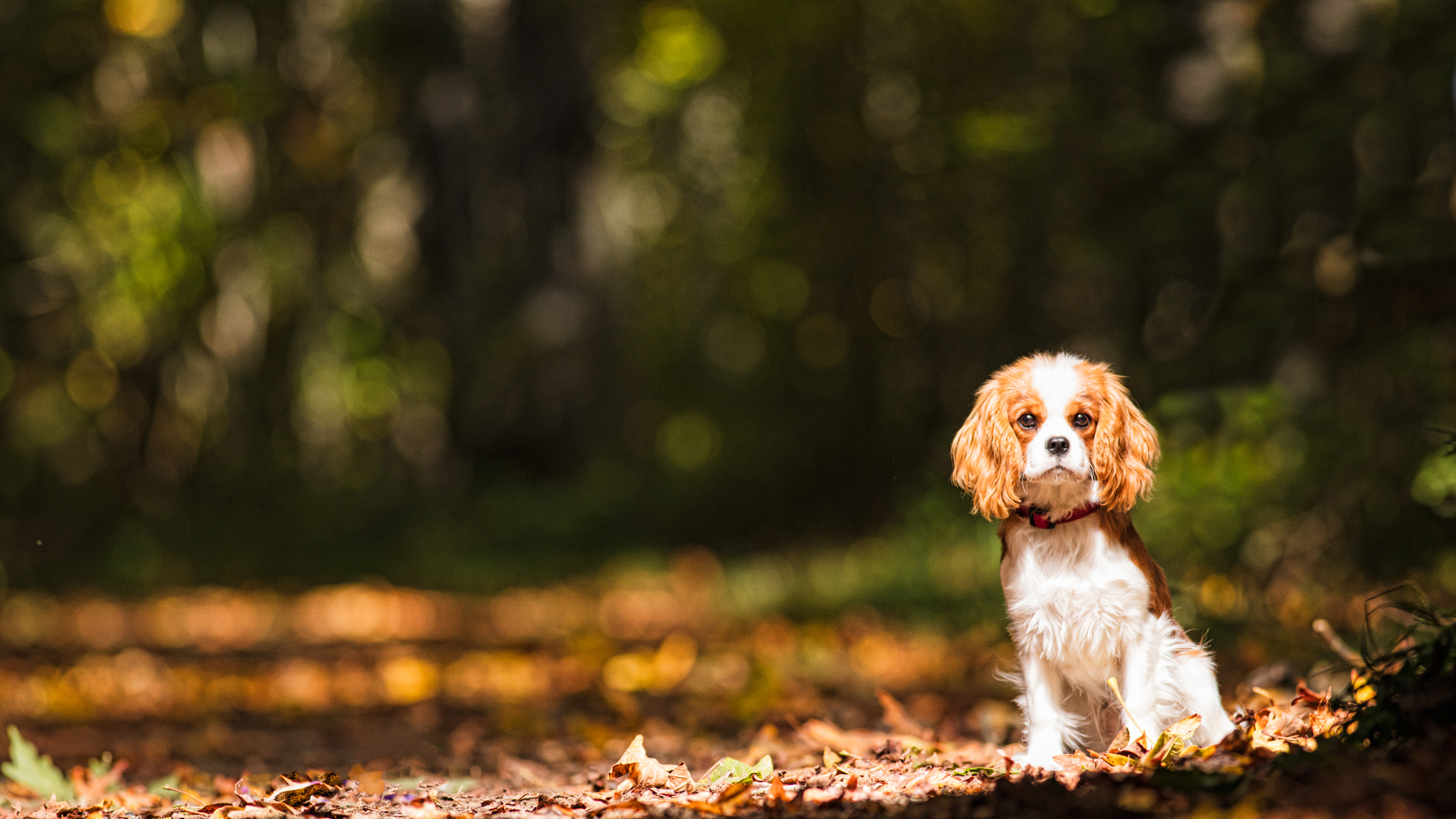 Canon EOS 5DS + Canon EF 400mm F5.6L USM sample photo. Rosie photography