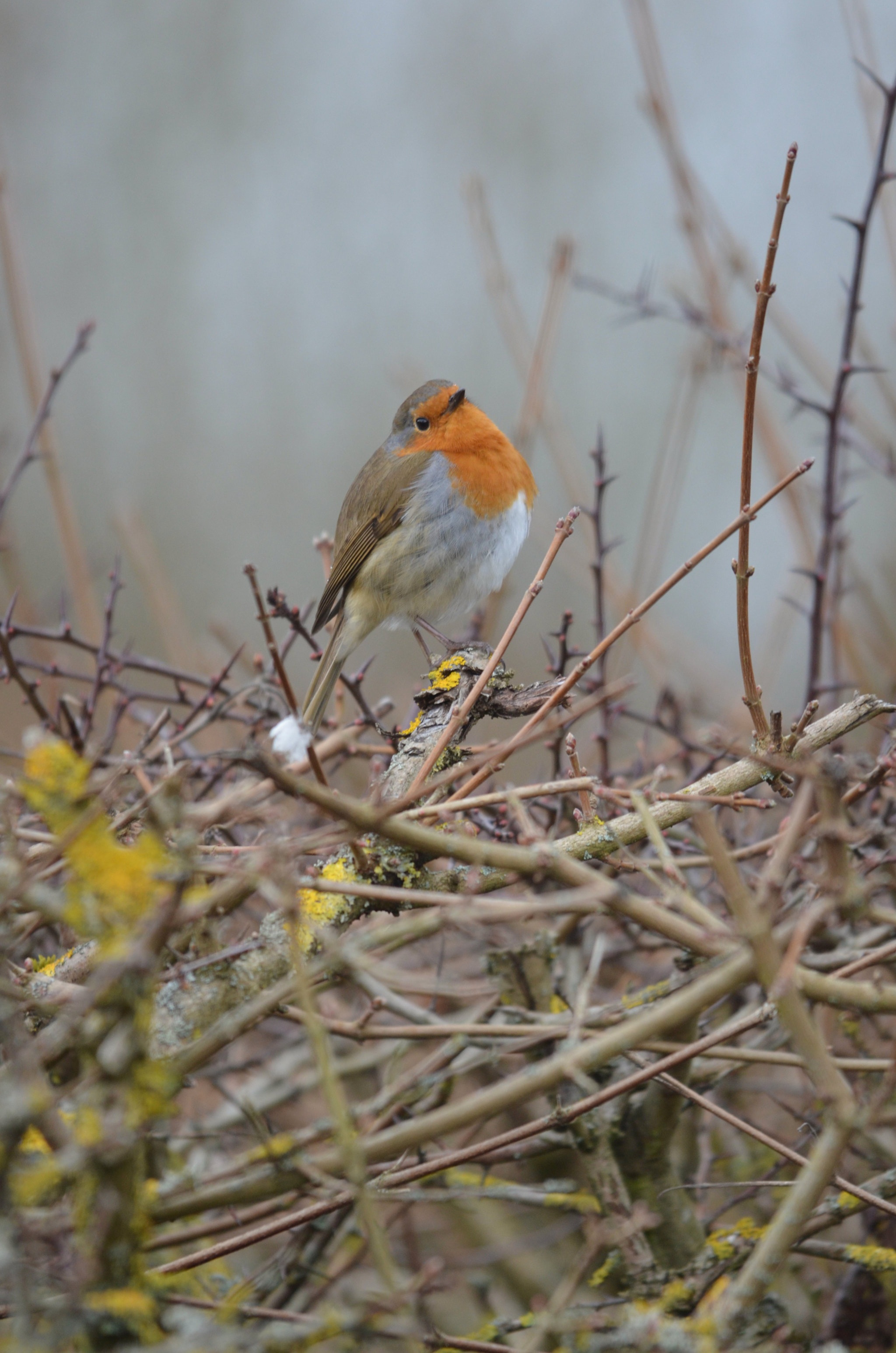 Sigma 150-500mm F5-6.3 DG OS HSM sample photo. Misty morning robin photography