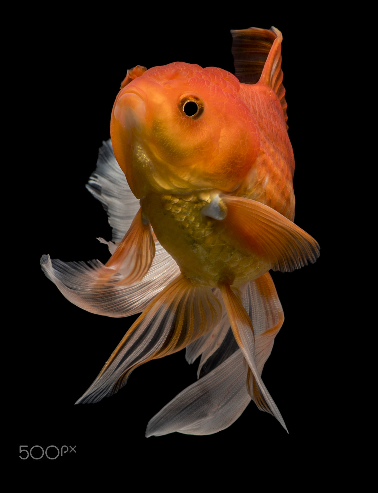 Nikon D750 sample photo. Fantail goldfish movement photography