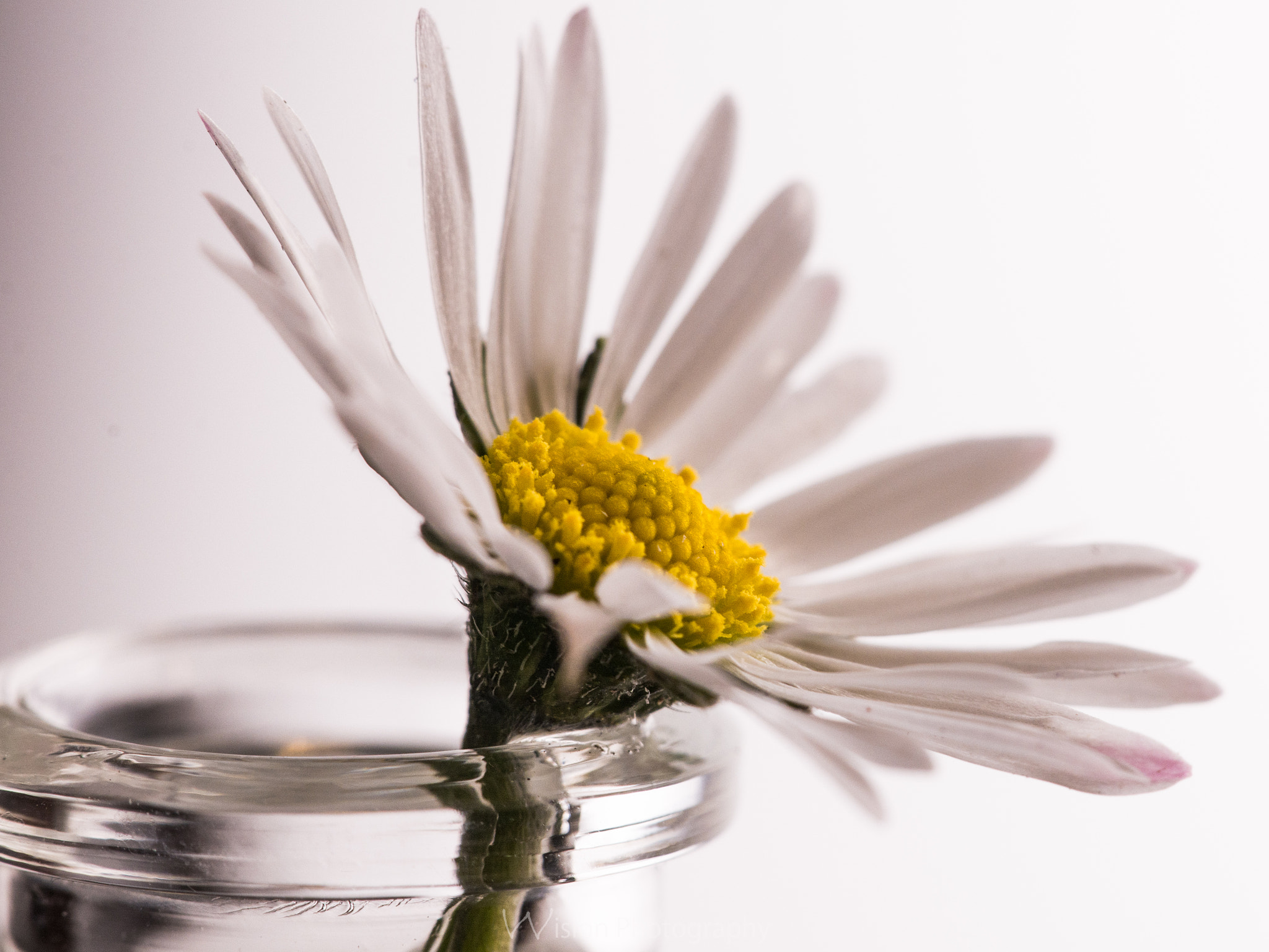 Sigma 150mm F2.8 EX DG Macro HSM sample photo. Last ones...... photography