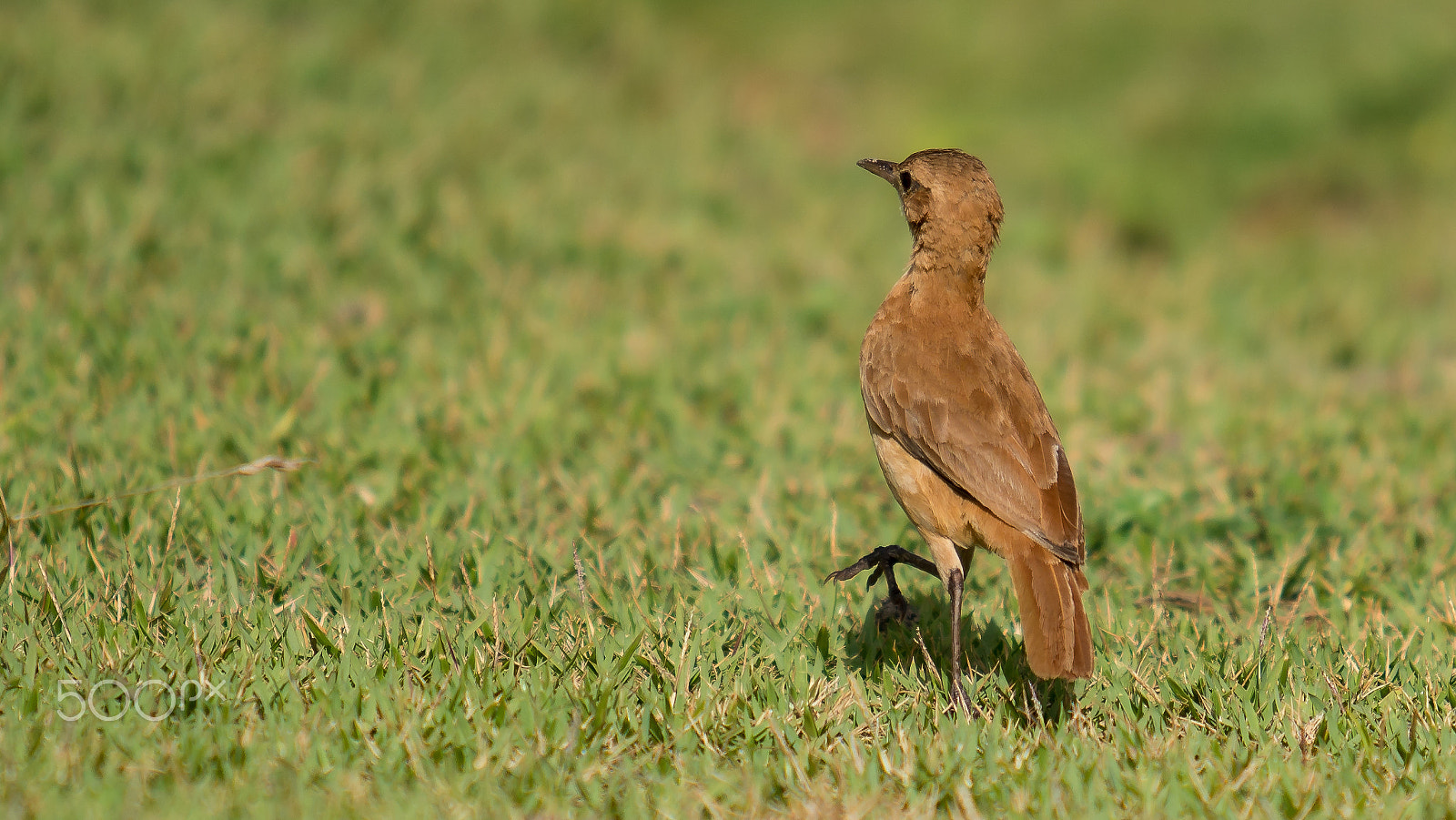 Sony a6300 + Canon EF 70-200mm F2.8L USM sample photo. Bird of brazil photography