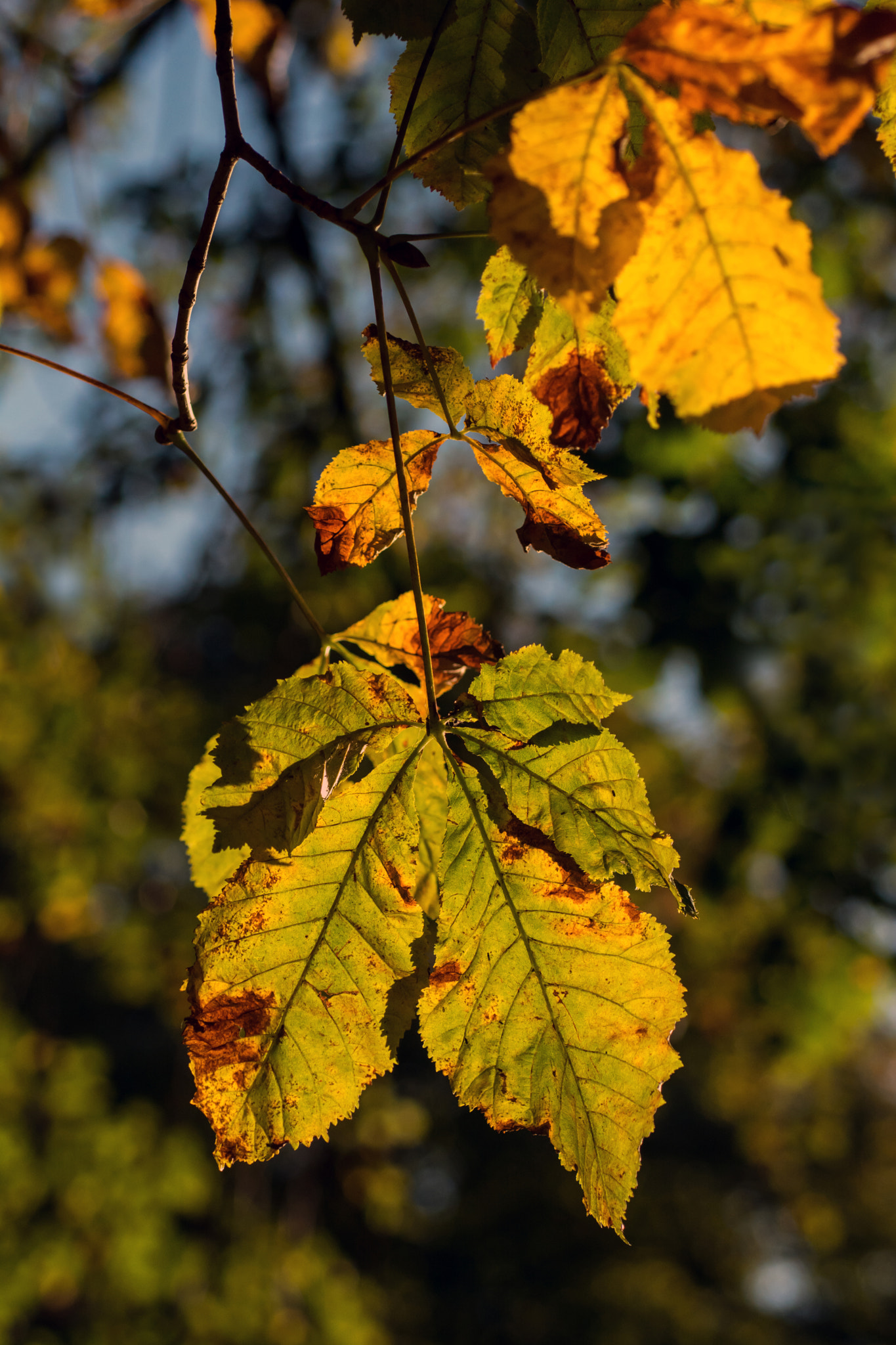 Nikon D7100 + AF Micro-Nikkor 60mm f/2.8 sample photo. The plight of the conkered! photography