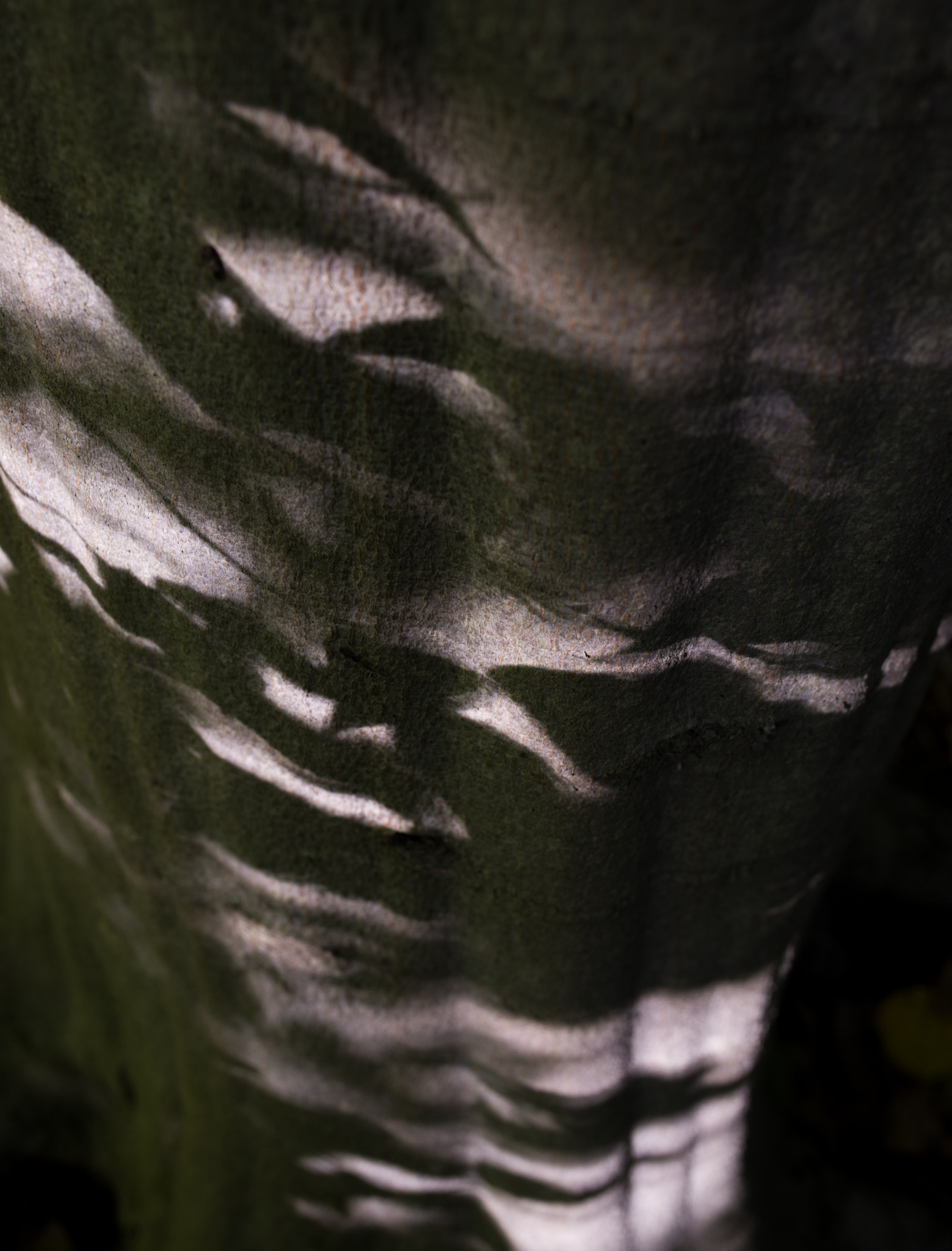 Pentax K-1 sample photo. Shadows and light on rippled beech bark photography