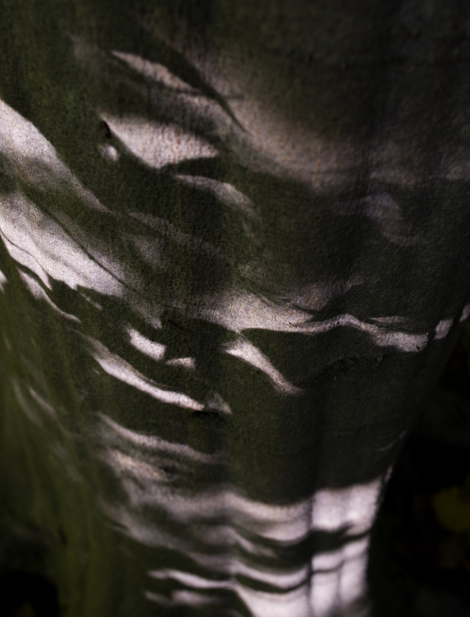 Pentax K-1 + Sigma 35mm F1.4 DG HSM Art sample photo. Shadows and light on rippled beech bark photography