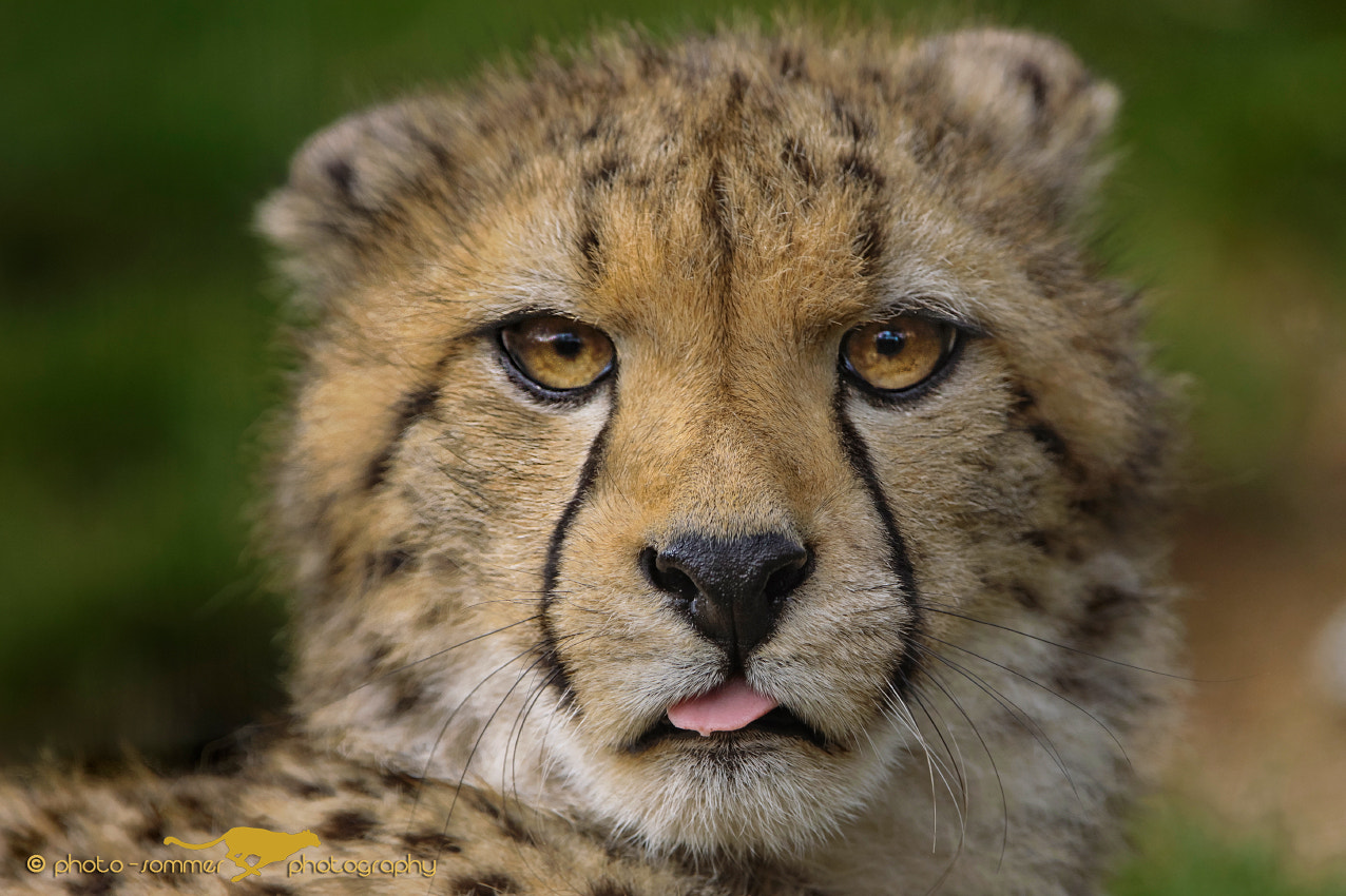 Canon EF 300mm F2.8L IS USM sample photo. Daydreamer photography