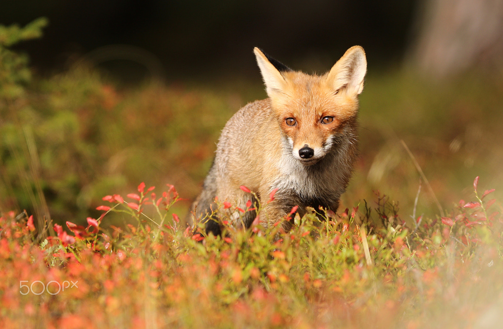 Canon EOS 760D (EOS Rebel T6s / EOS 8000D) + Canon EF 300mm F2.8L IS USM sample photo. Fox photography