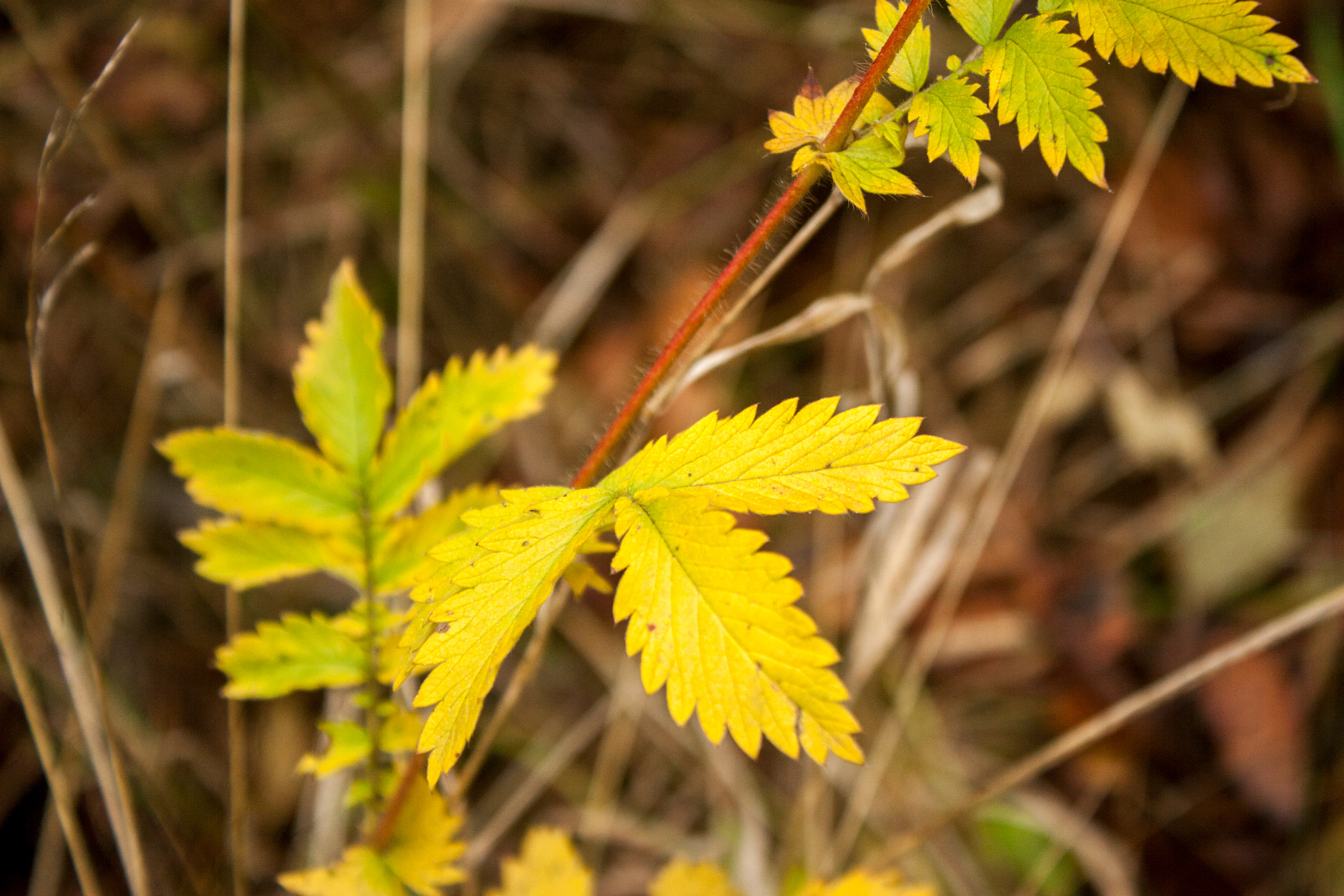 Canon EOS 30D sample photo. Img photography