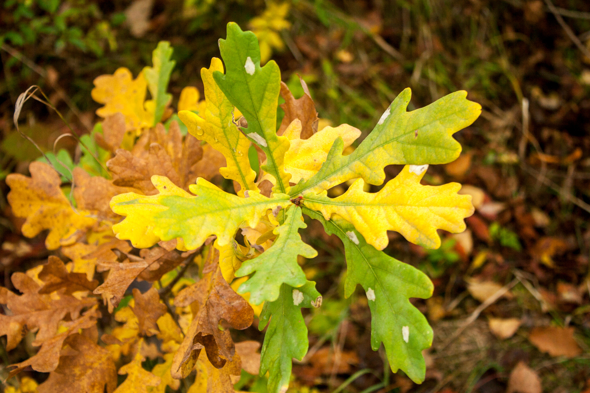Canon EOS 30D sample photo. Img photography