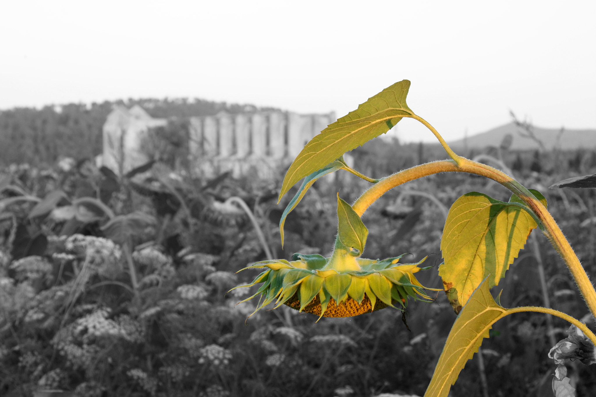 Canon EOS 450D (EOS Rebel XSi / EOS Kiss X2) + Canon EF 24-105mm F4L IS USM sample photo. Sunflower at s.galgano photography