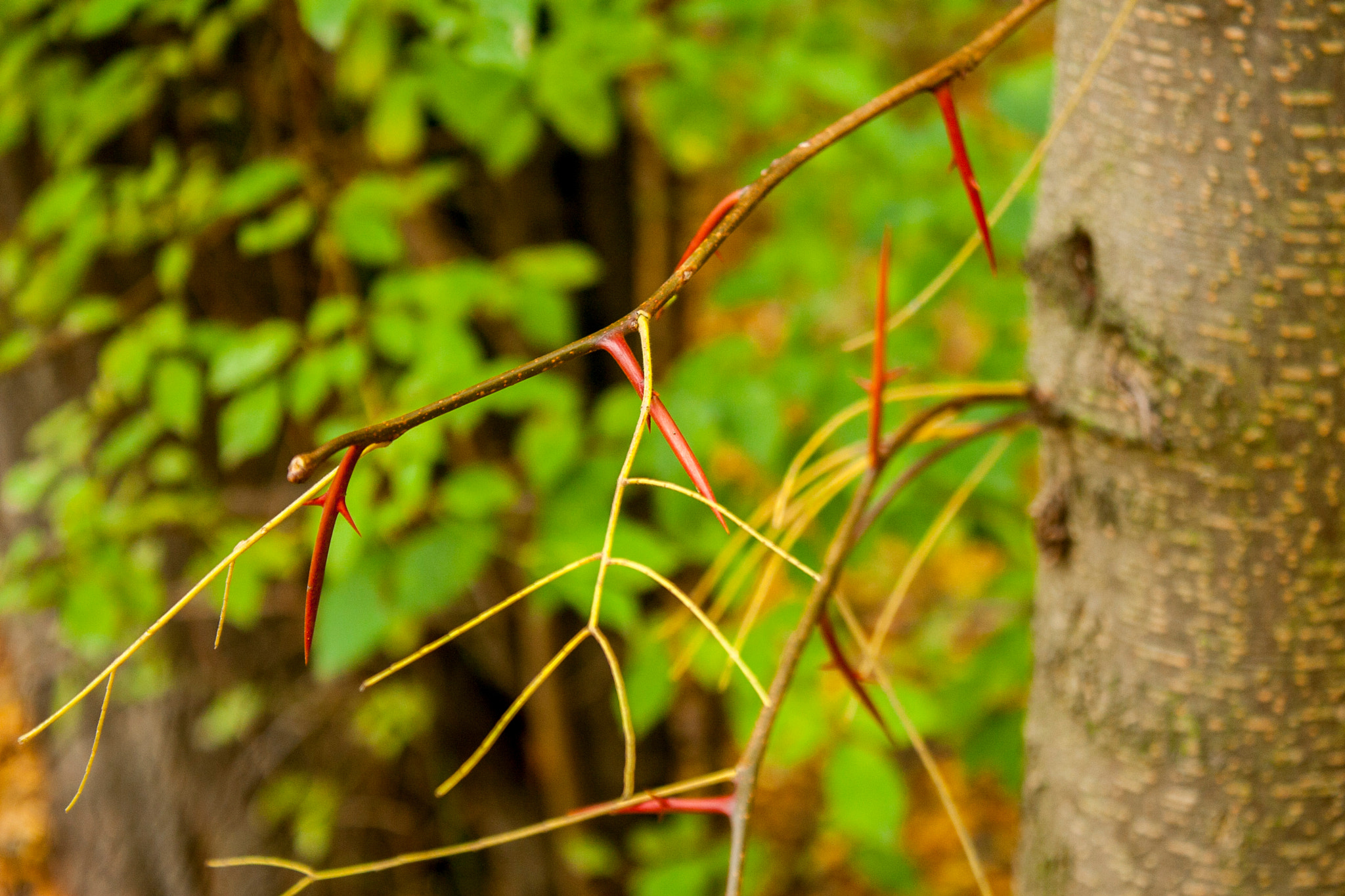 Canon EOS 30D sample photo. Img photography