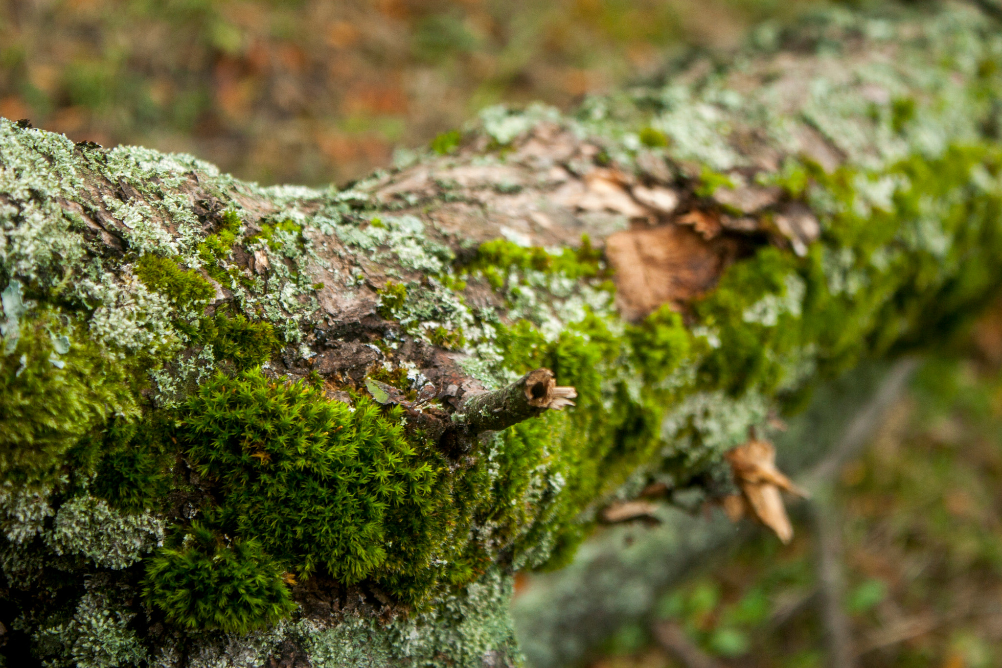 Canon EOS 30D sample photo. Img photography