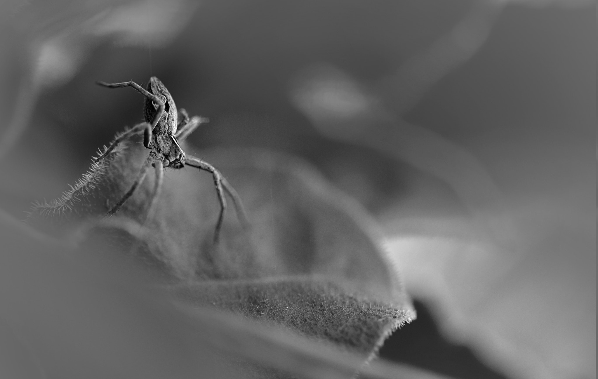 Sigma 105mm F2.8 EX DG OS HSM sample photo. Wolfspider photography