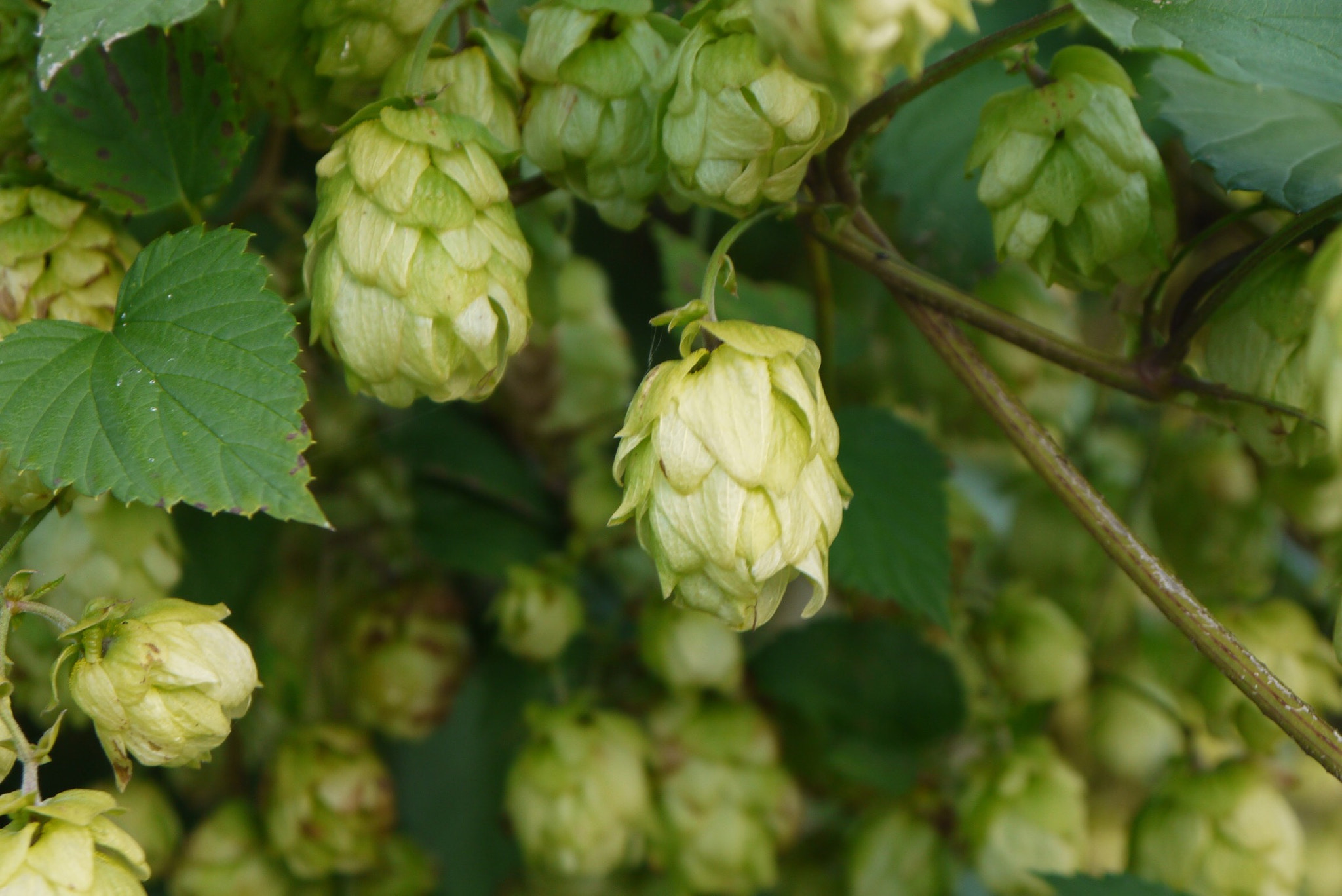 Panasonic Lumix DMC-GF3 sample photo. Hops in bloom photography