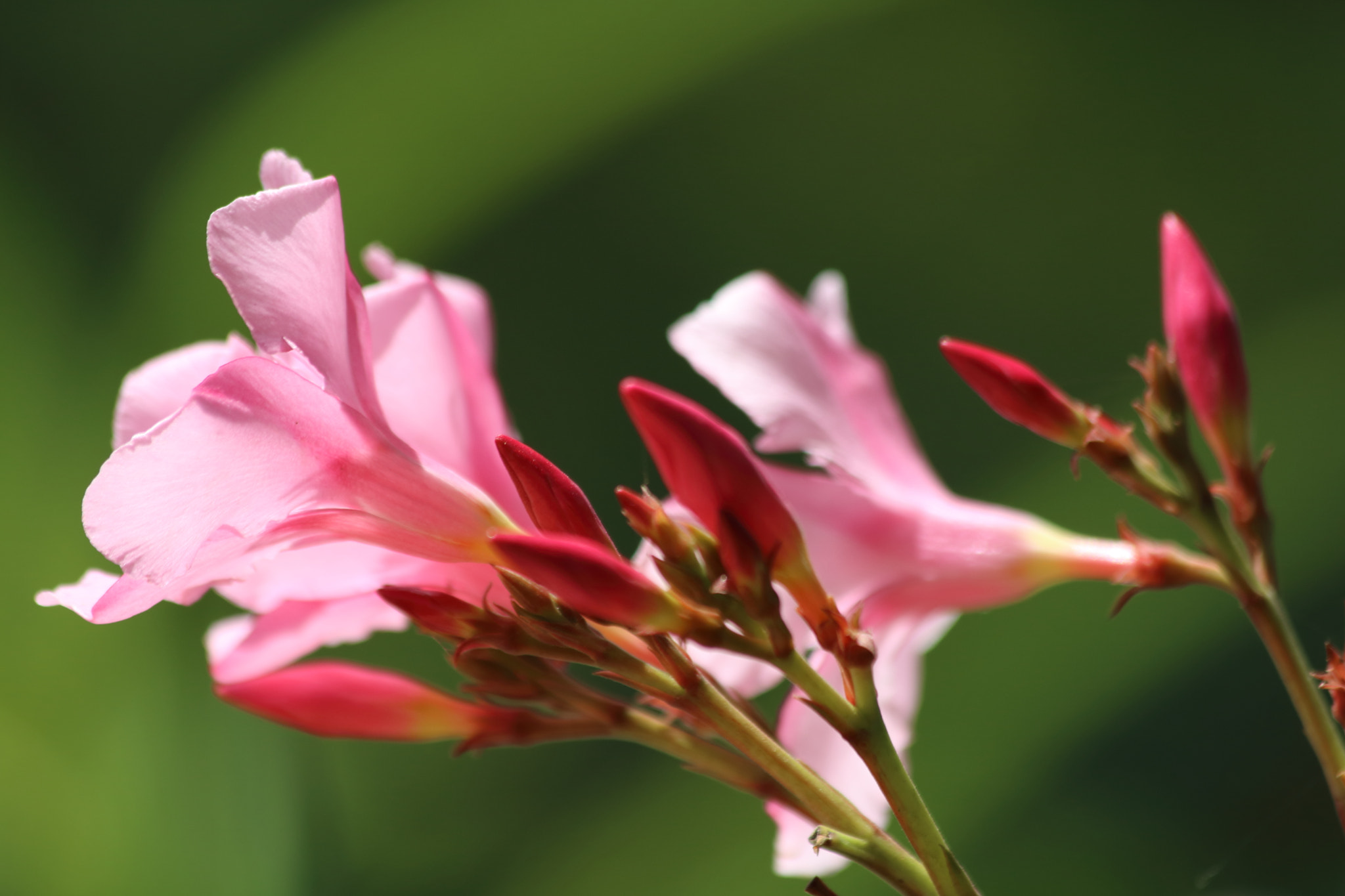 Canon EF 70-300mm F4-5.6 IS USM sample photo