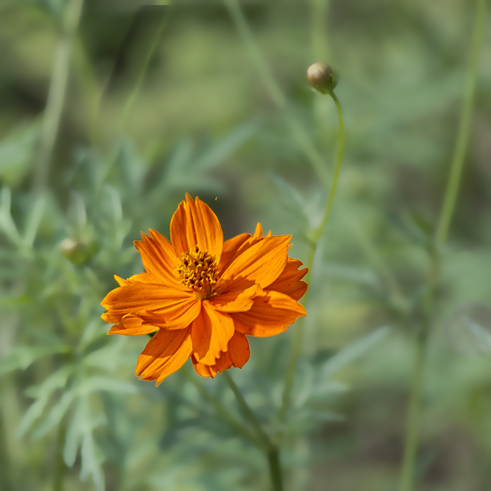 Nikon D40X sample photo. Flower & bud photography
