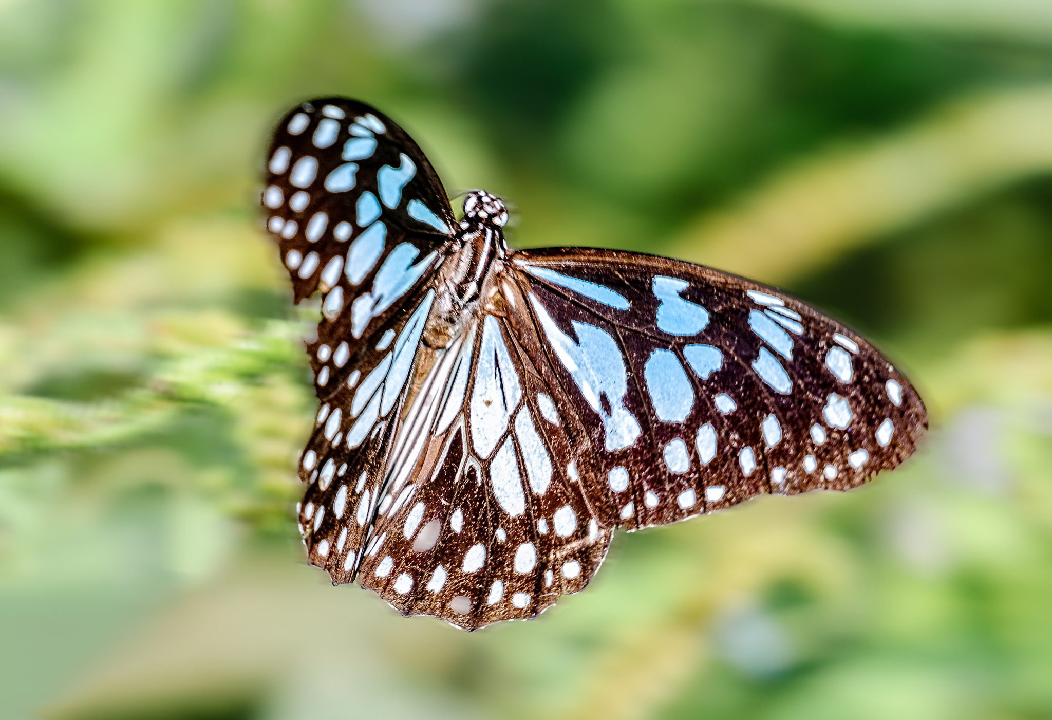 Nikon AF-S Nikkor 200-500mm F5.6E ED VR sample photo. Butterfly in flight photography
