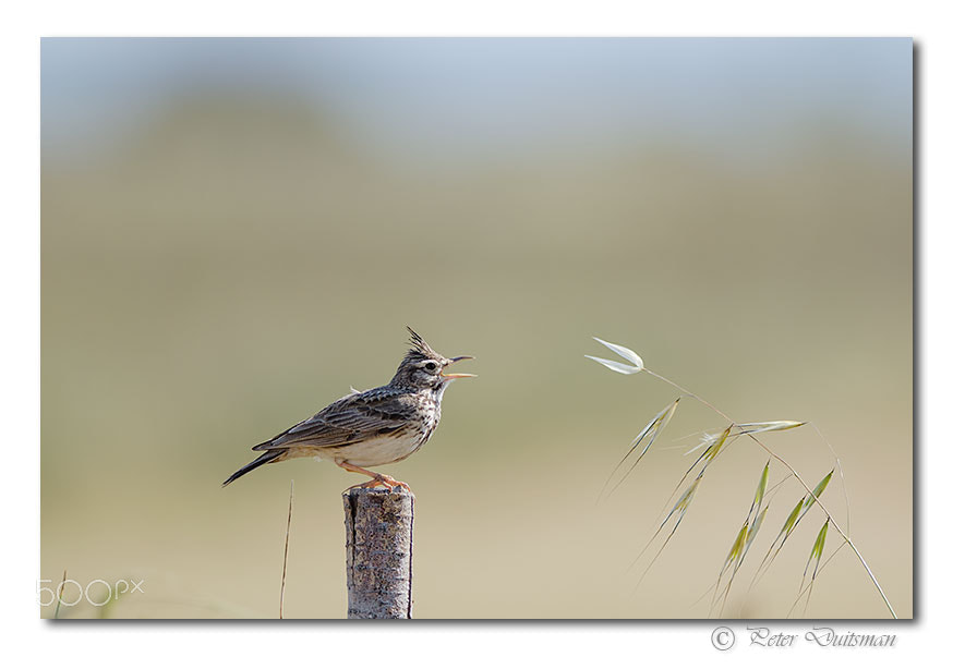 Nikon AF-S Nikkor 300mm F2.8G ED-IF VR sample photo. You talking to me? photography