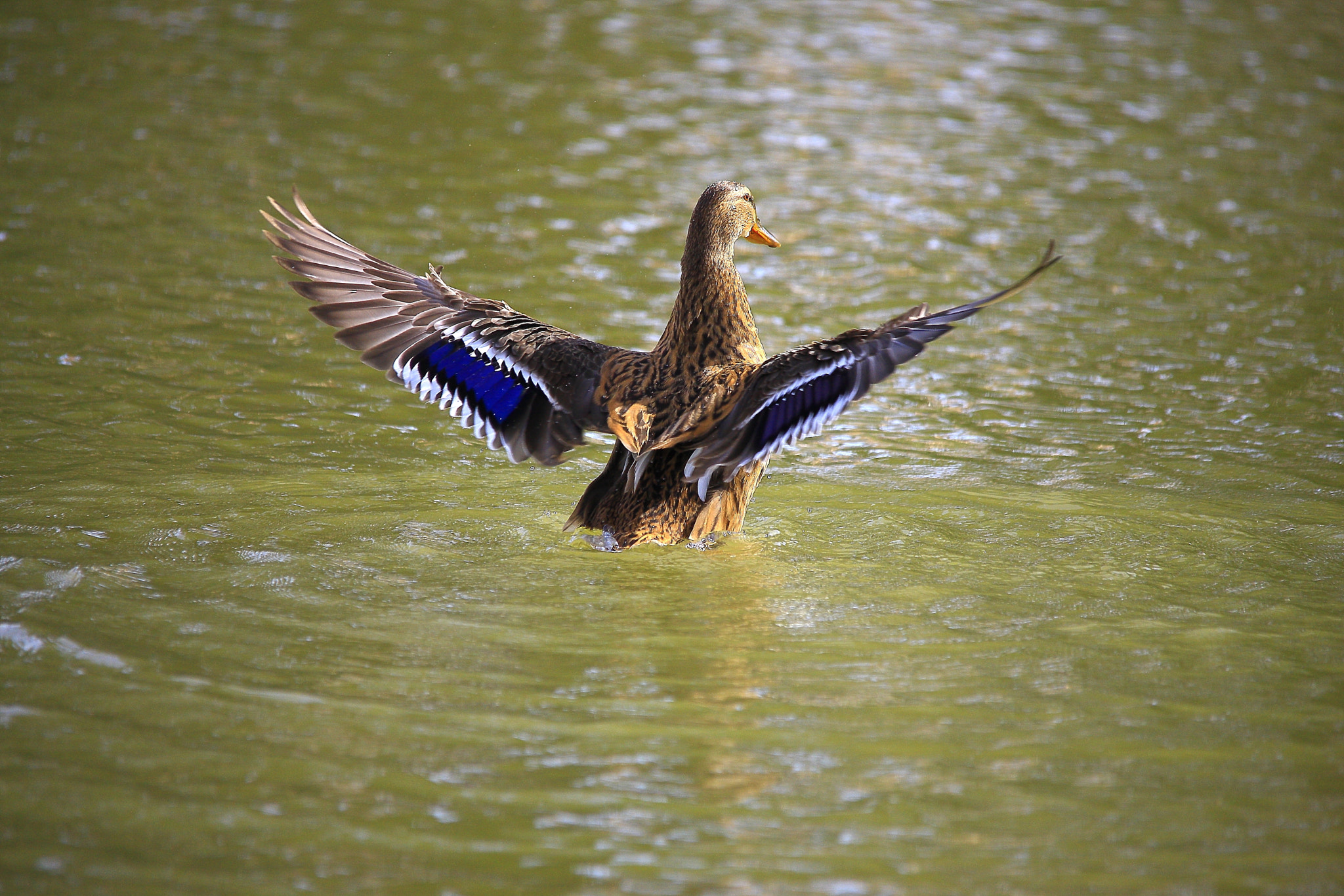 Canon EOS-1Ds Mark III + Sigma 150-500mm F5-6.3 DG OS HSM sample photo. Duck photography
