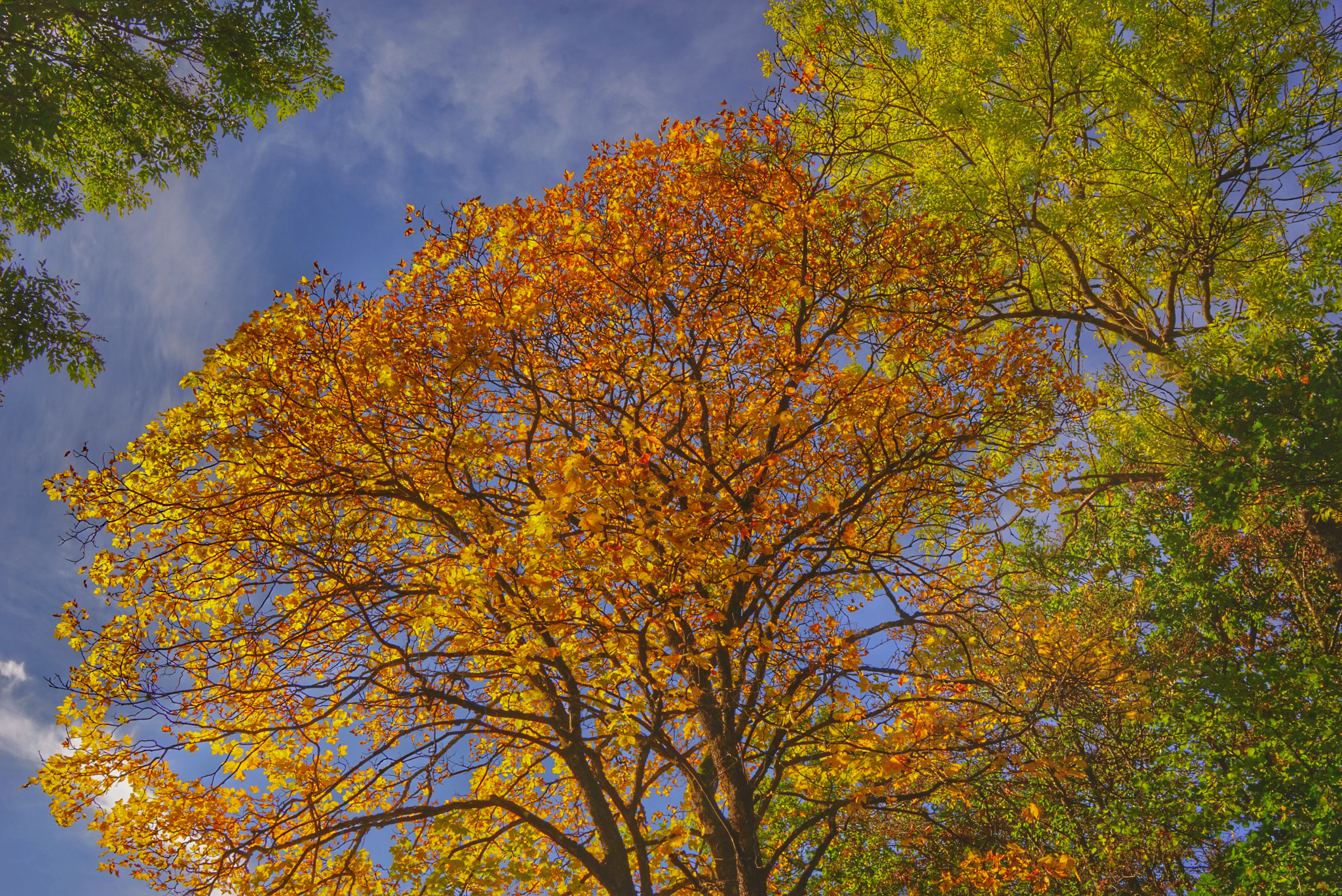 Sony a7R sample photo. Autumn colors photography