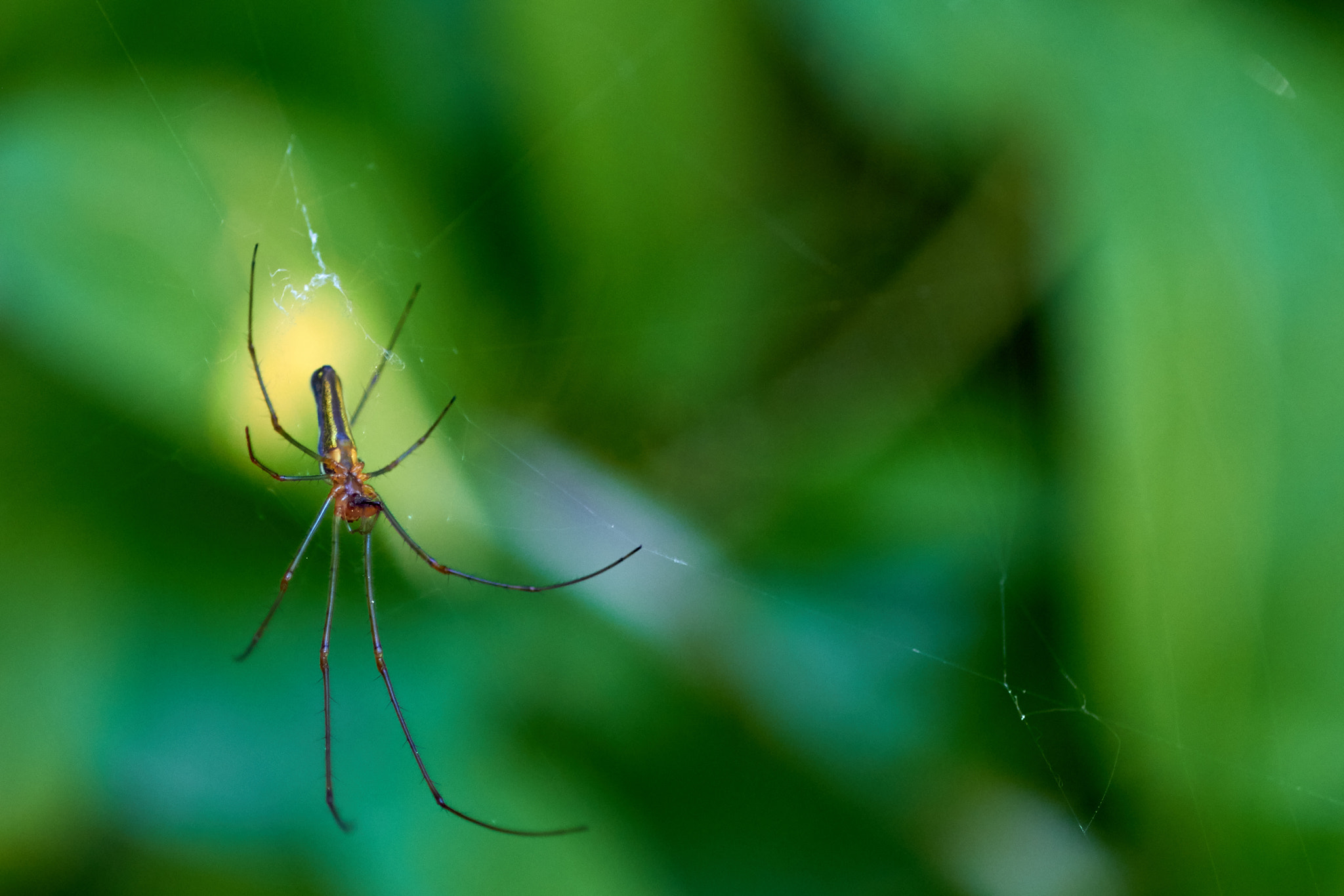 Canon EOS 700D (EOS Rebel T5i / EOS Kiss X7i) + Canon EF 100mm F2.8 Macro USM sample photo. Spider photography