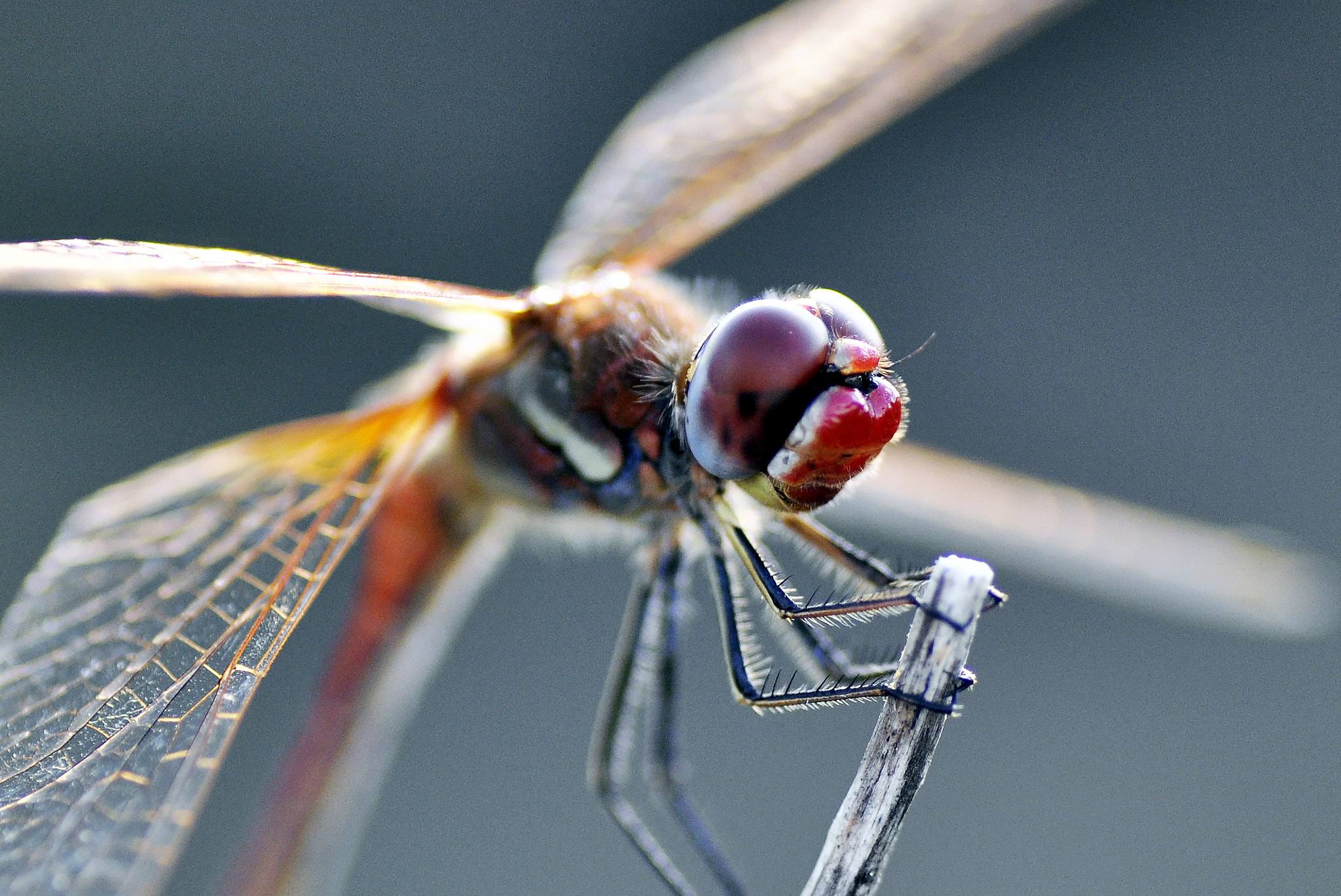 Nikon D5000 sample photo. Red hot photography