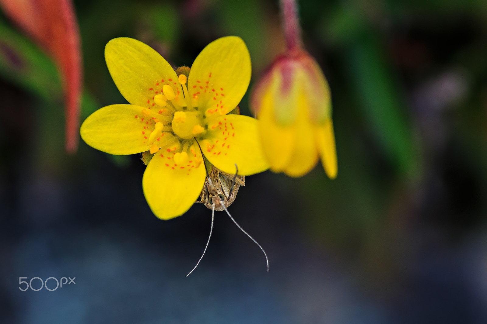 Canon EF 180mm F3.5L Macro USM sample photo. Saxifraga hirculus photography