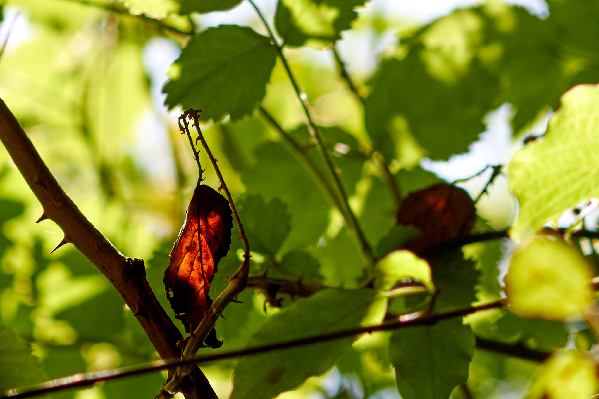 Canon EOS 700D (EOS Rebel T5i / EOS Kiss X7i) + Canon EF 100mm F2.8 Macro USM sample photo. Thorn and leaf photography