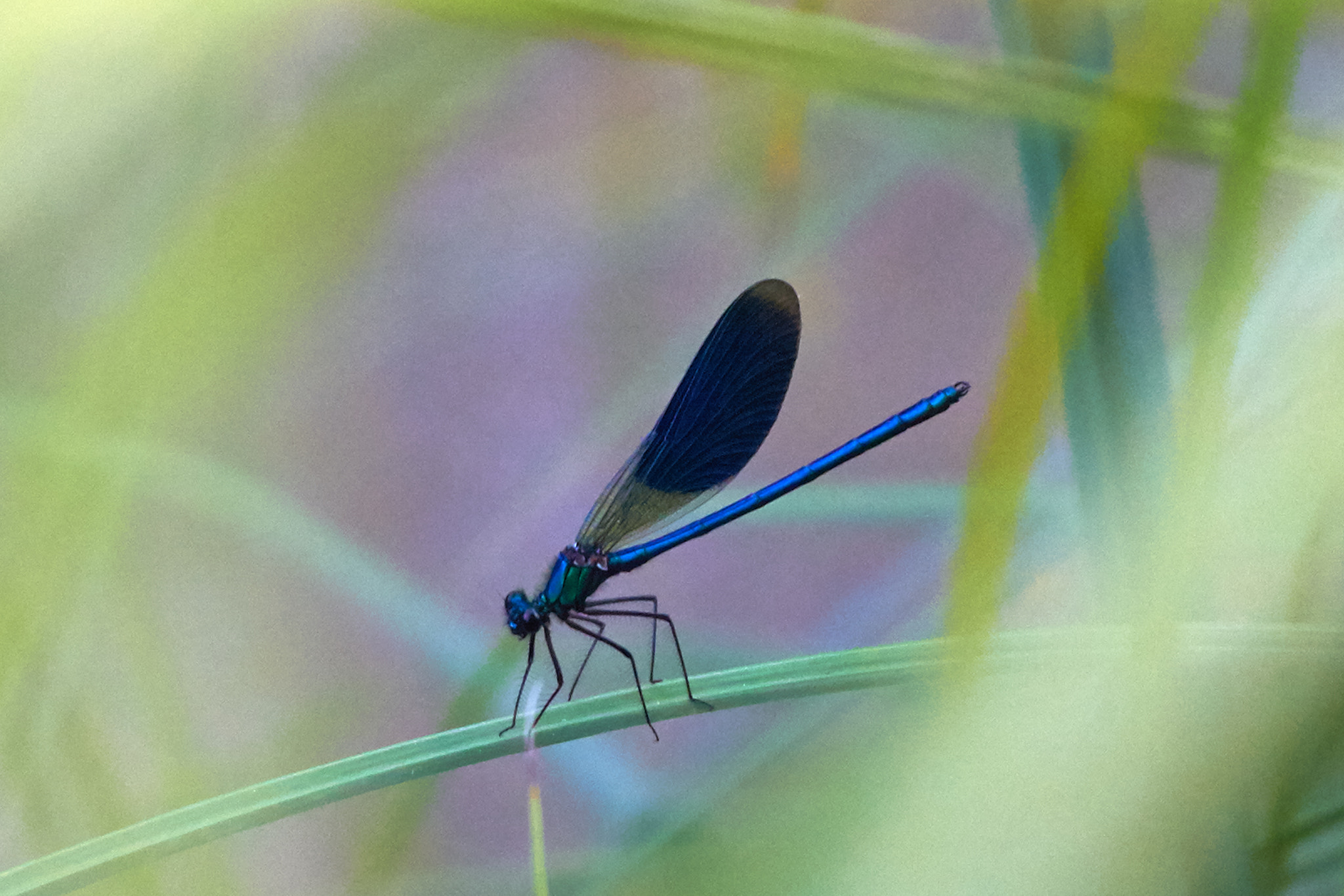 Canon EOS 700D (EOS Rebel T5i / EOS Kiss X7i) + Canon EF 50mm F1.8 II sample photo. Blue lullaby photography