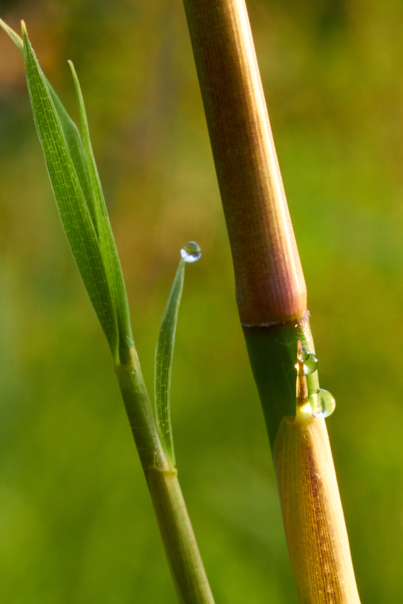 Canon EOS 700D (EOS Rebel T5i / EOS Kiss X7i) + Canon EF 100mm F2.8 Macro USM sample photo. Drops photography