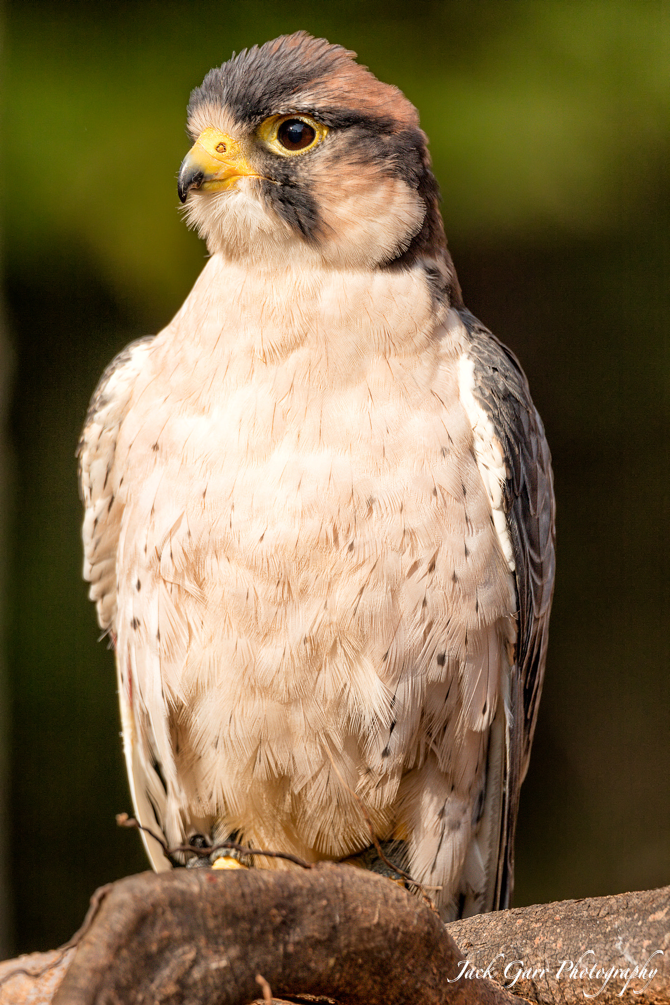 Canon EOS 5DS + 150-600mm F5-6.3 DG OS HSM | Sports 014 sample photo. Lanner falcon photography